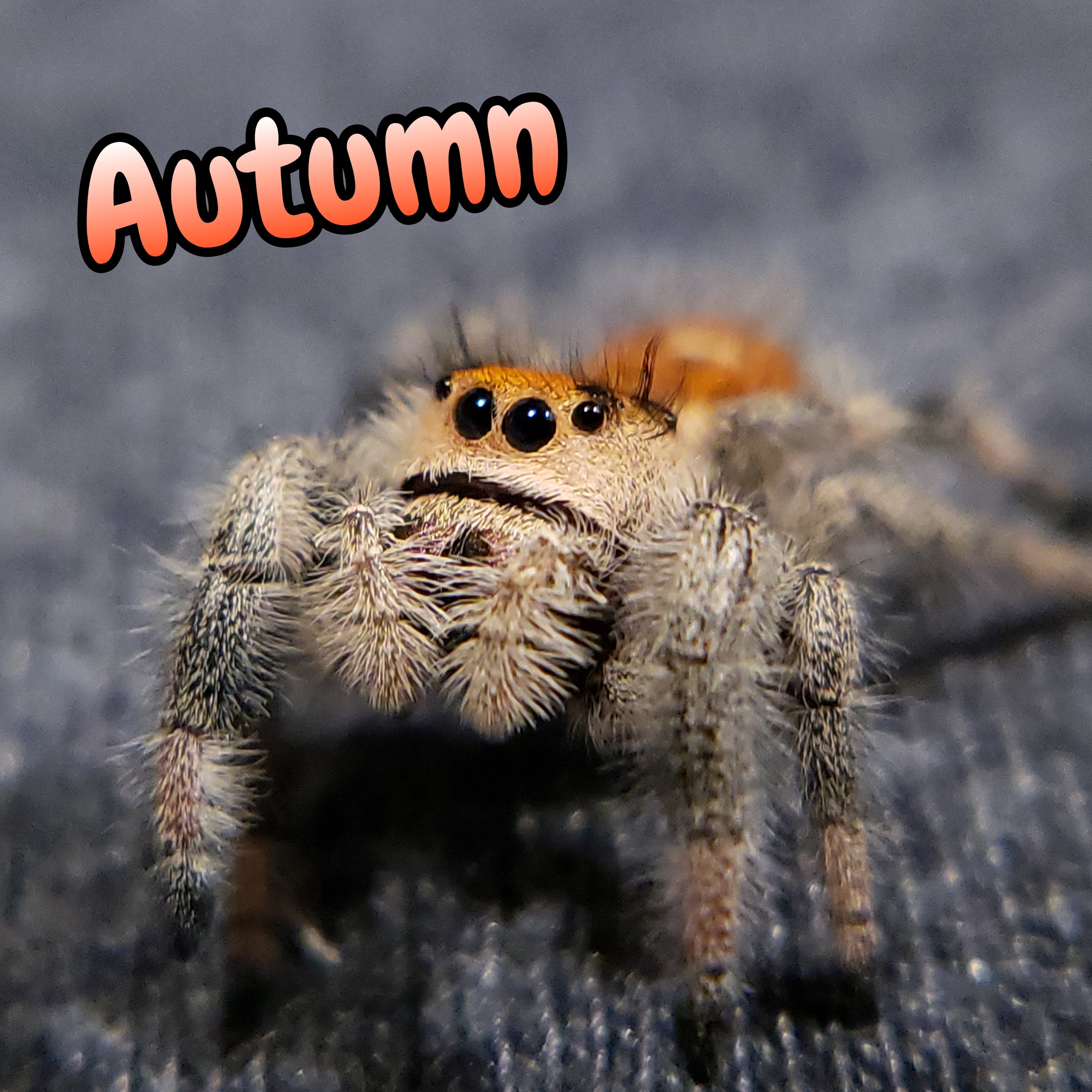 Regal Jumping Spider "Autumn"