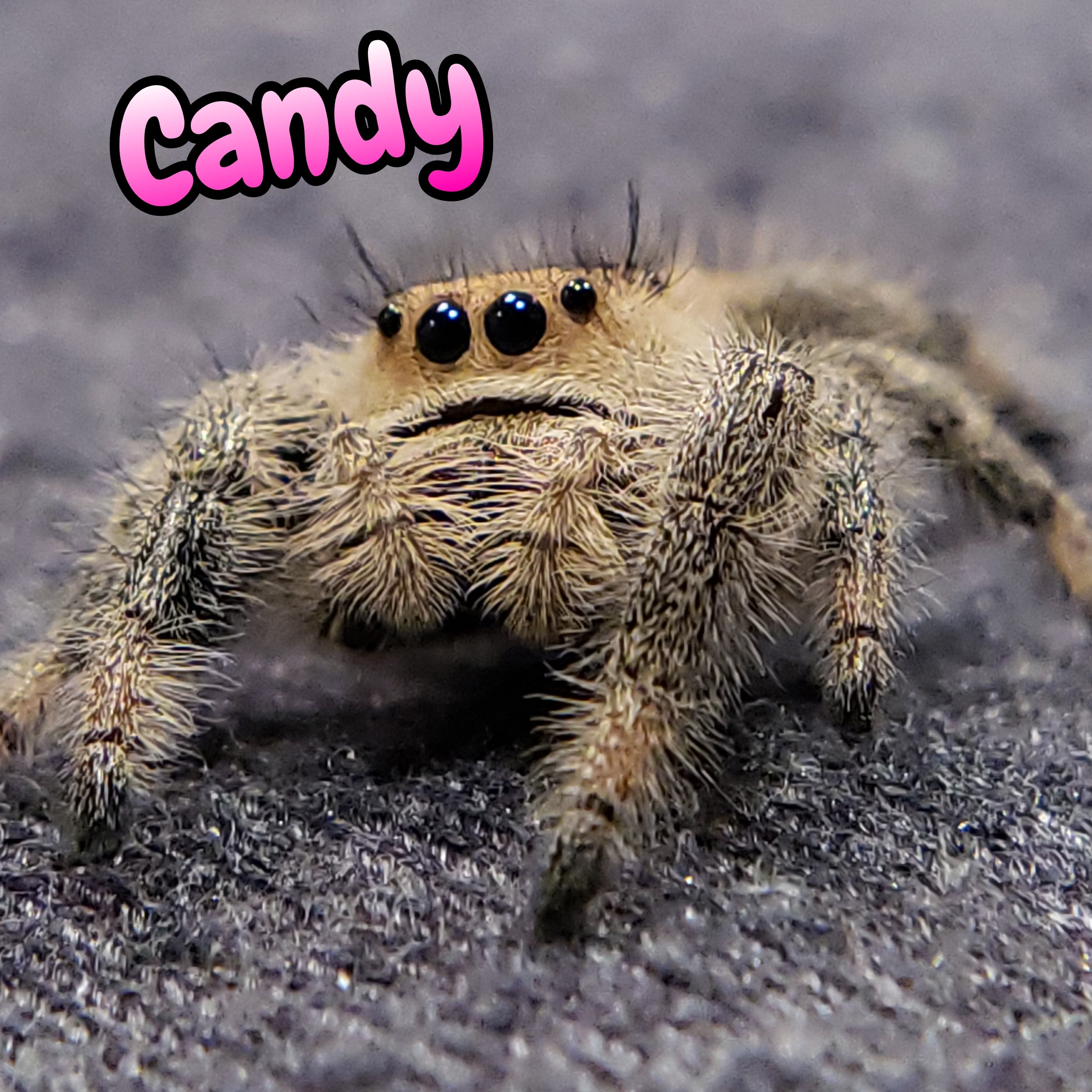 Regal Jumping Spider "Candy"