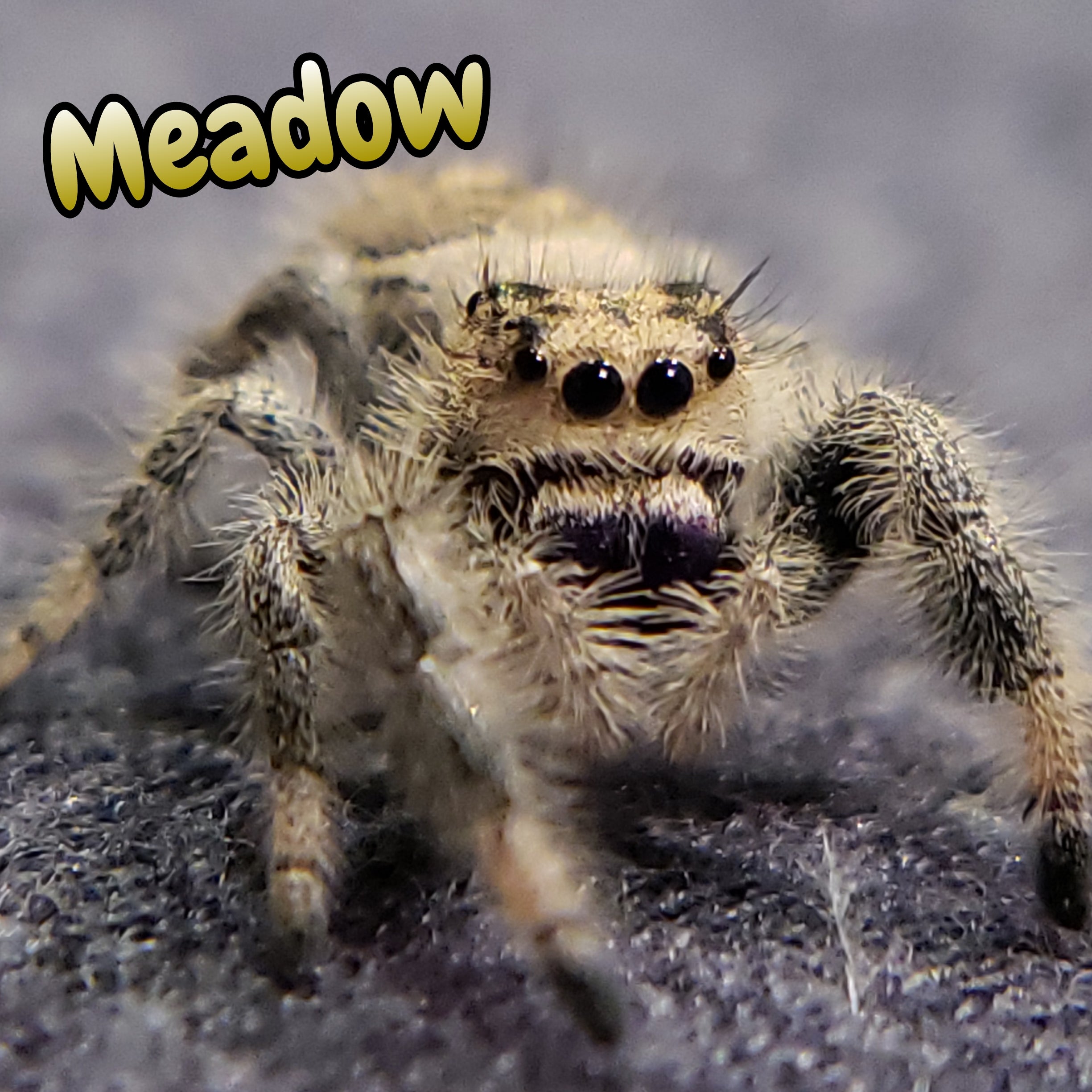 Regal Jumping Spider "Meadow"