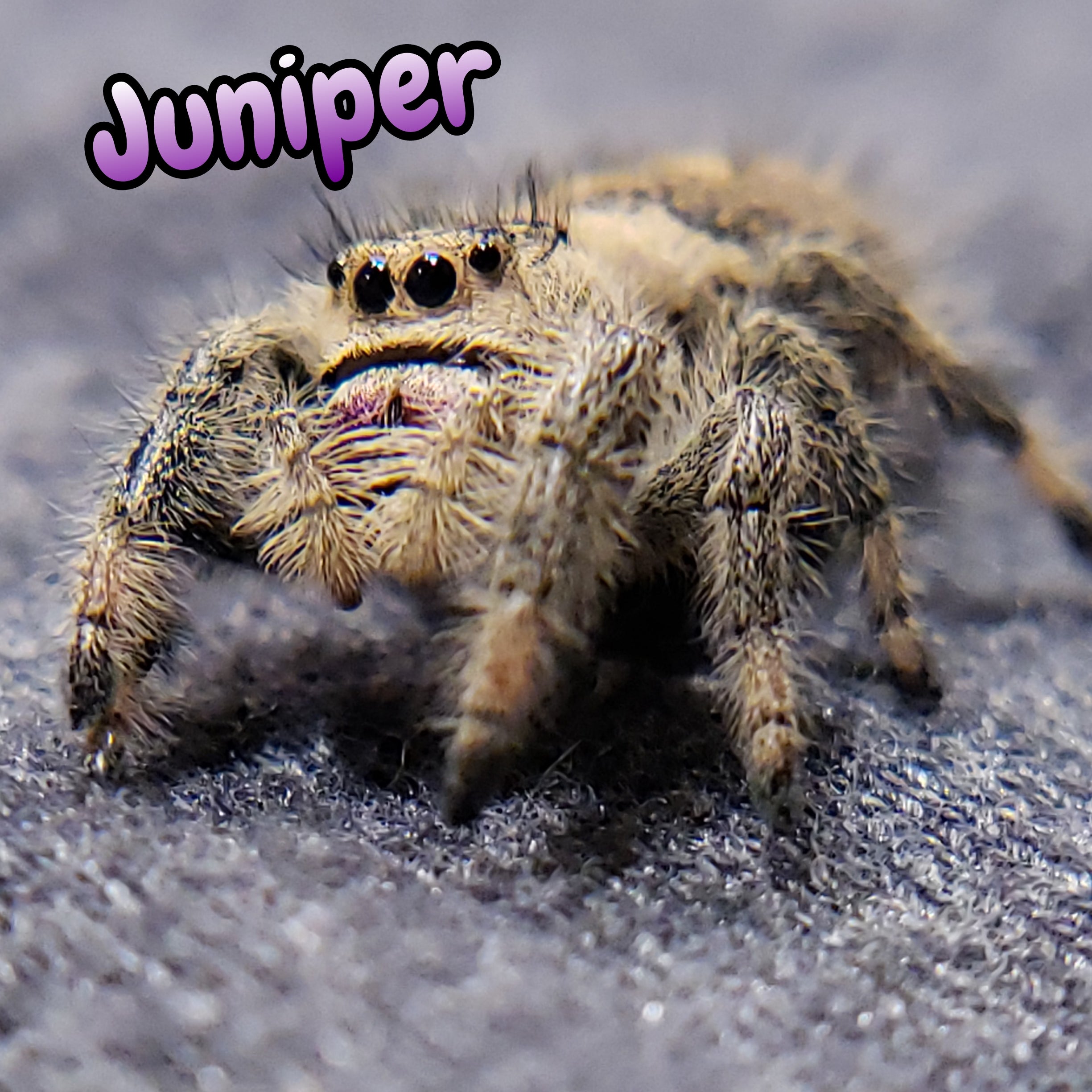 Regal Jumping Spider "Juniper"