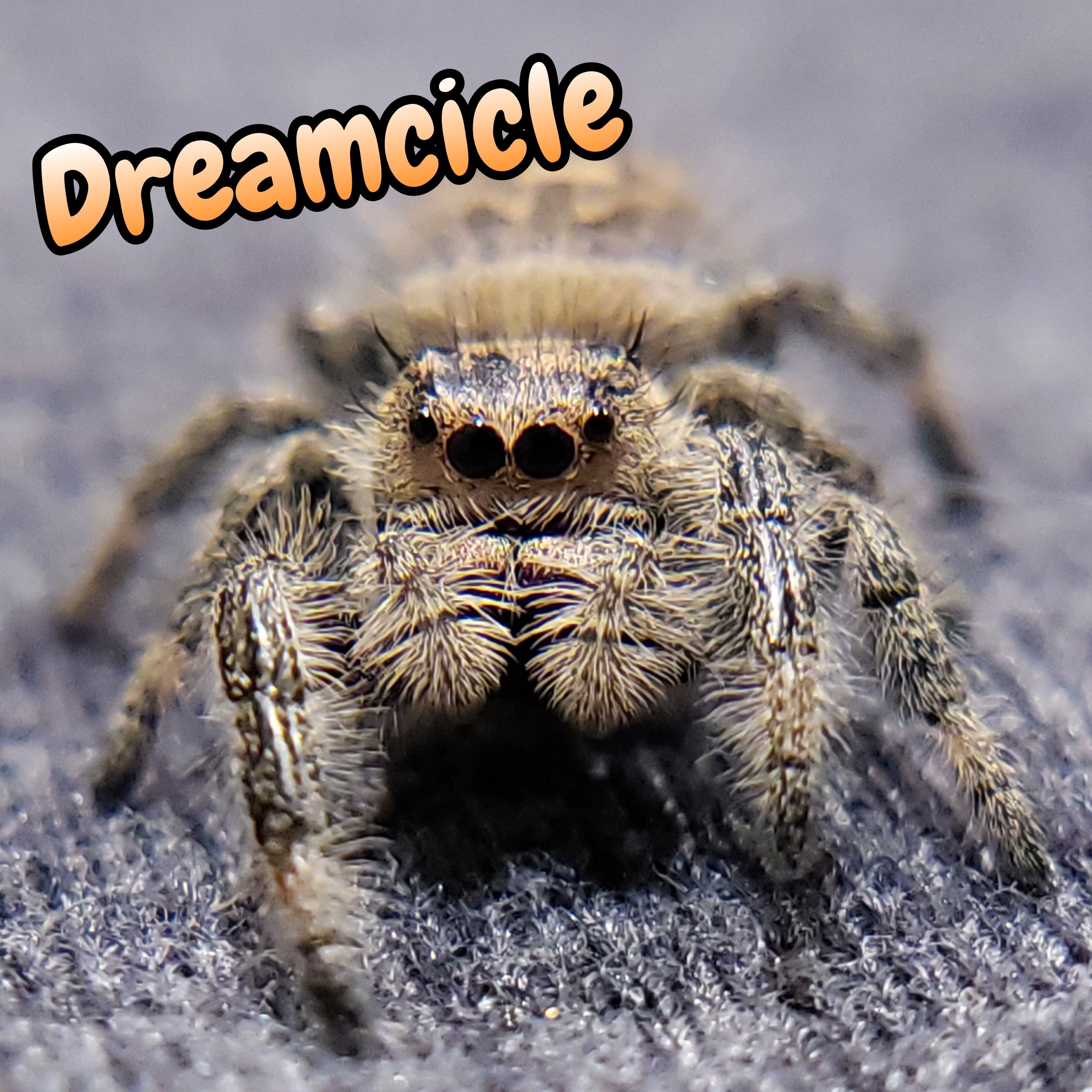 Regal Jumping Spider "Dreamcicle"