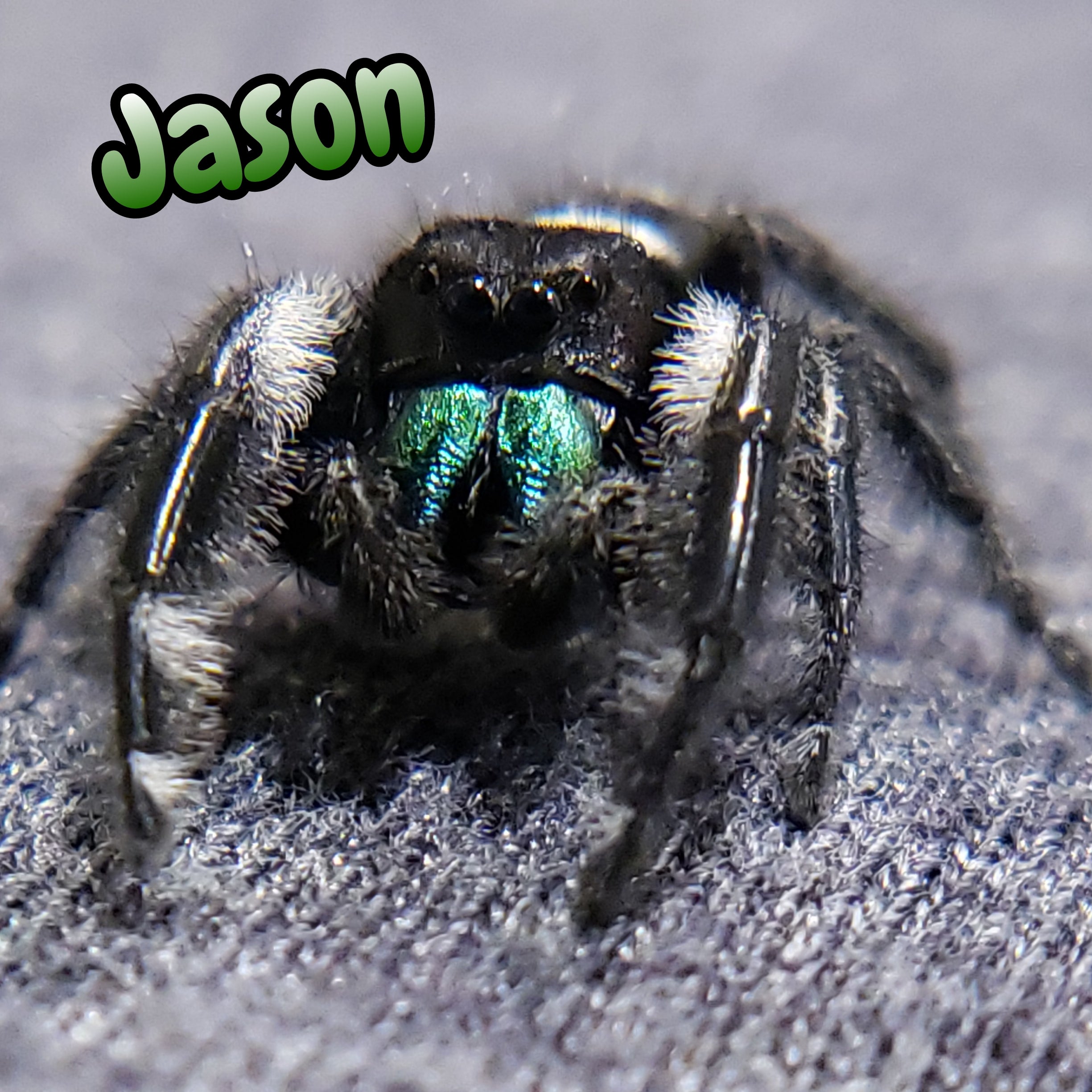 Regal Jumping Spider "Jason"