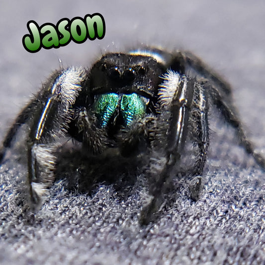 Made-to-order 4x7.25 surprise Design Coffee Shop Jumping Spider