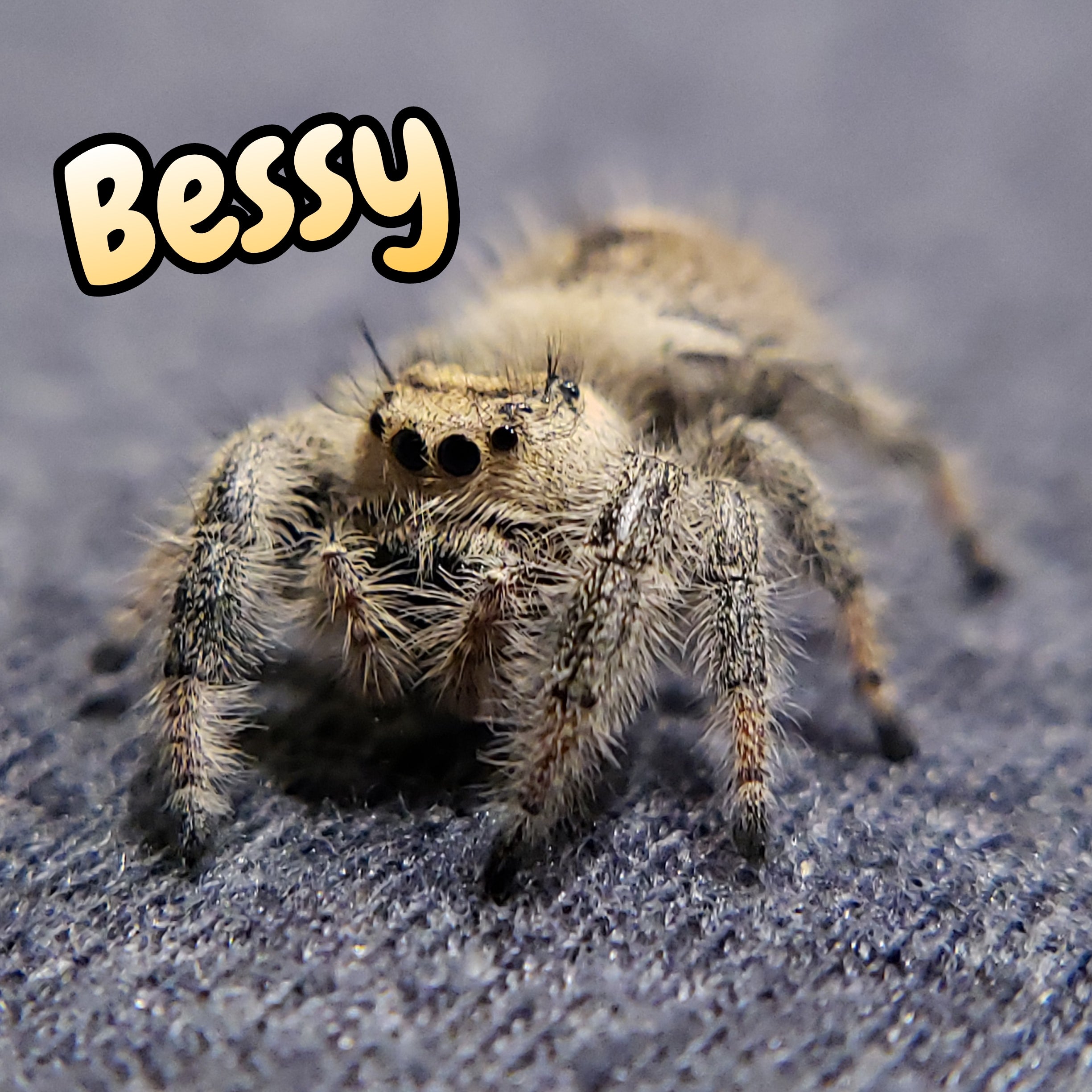Regal Jumping Spider "Bessy"
