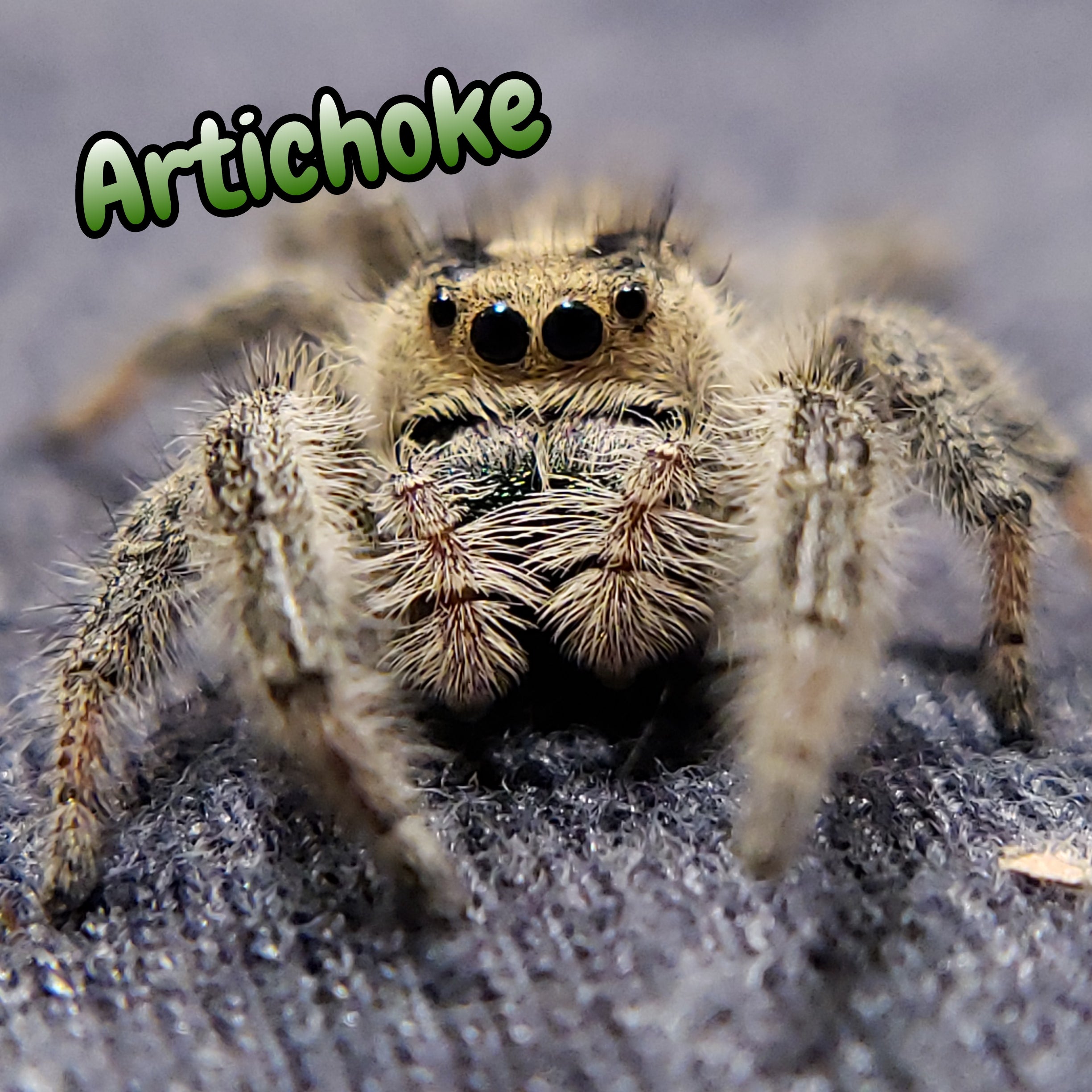 Regal Jumping Spider "Artichoke"