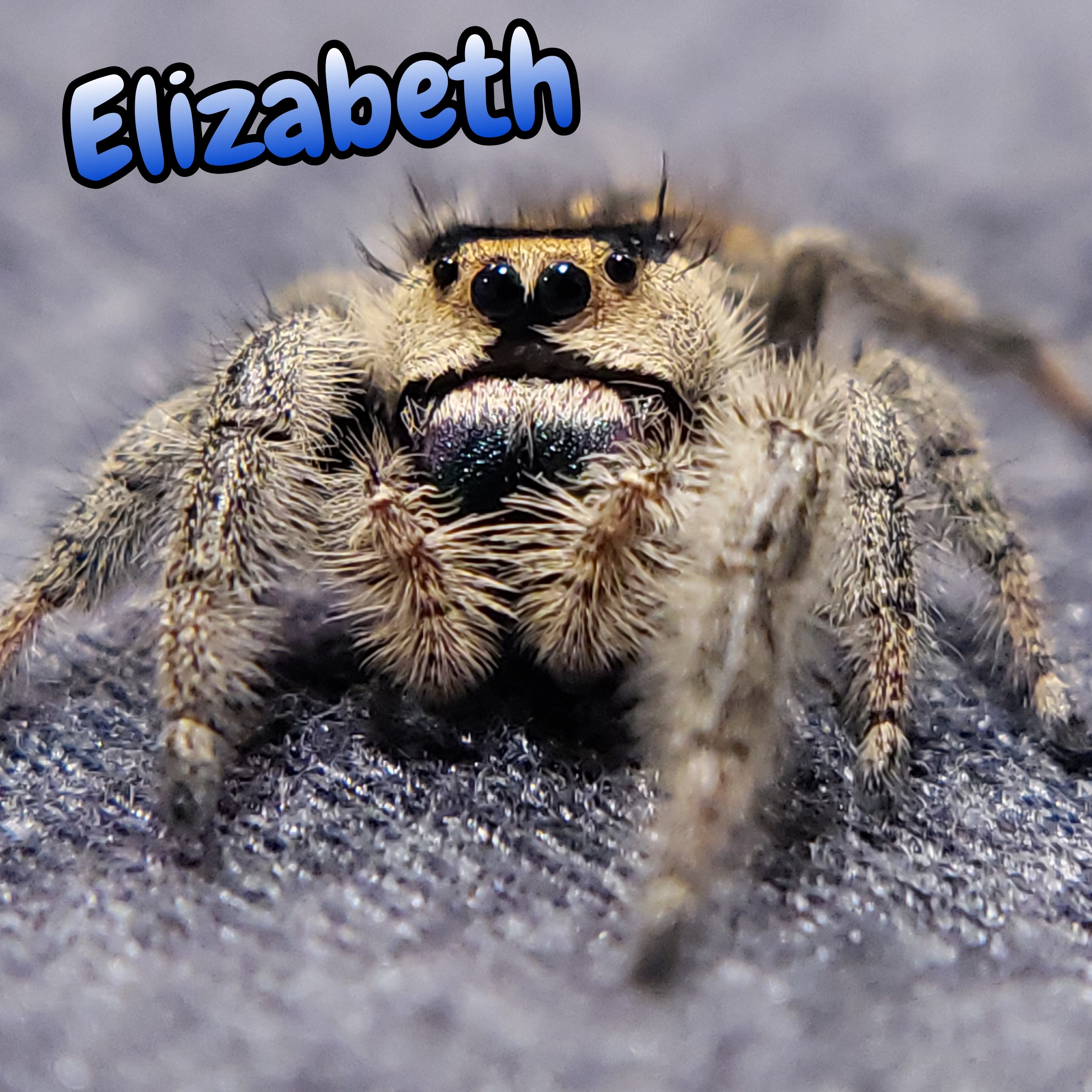 Regal Jumping Spider "Elizabeth"