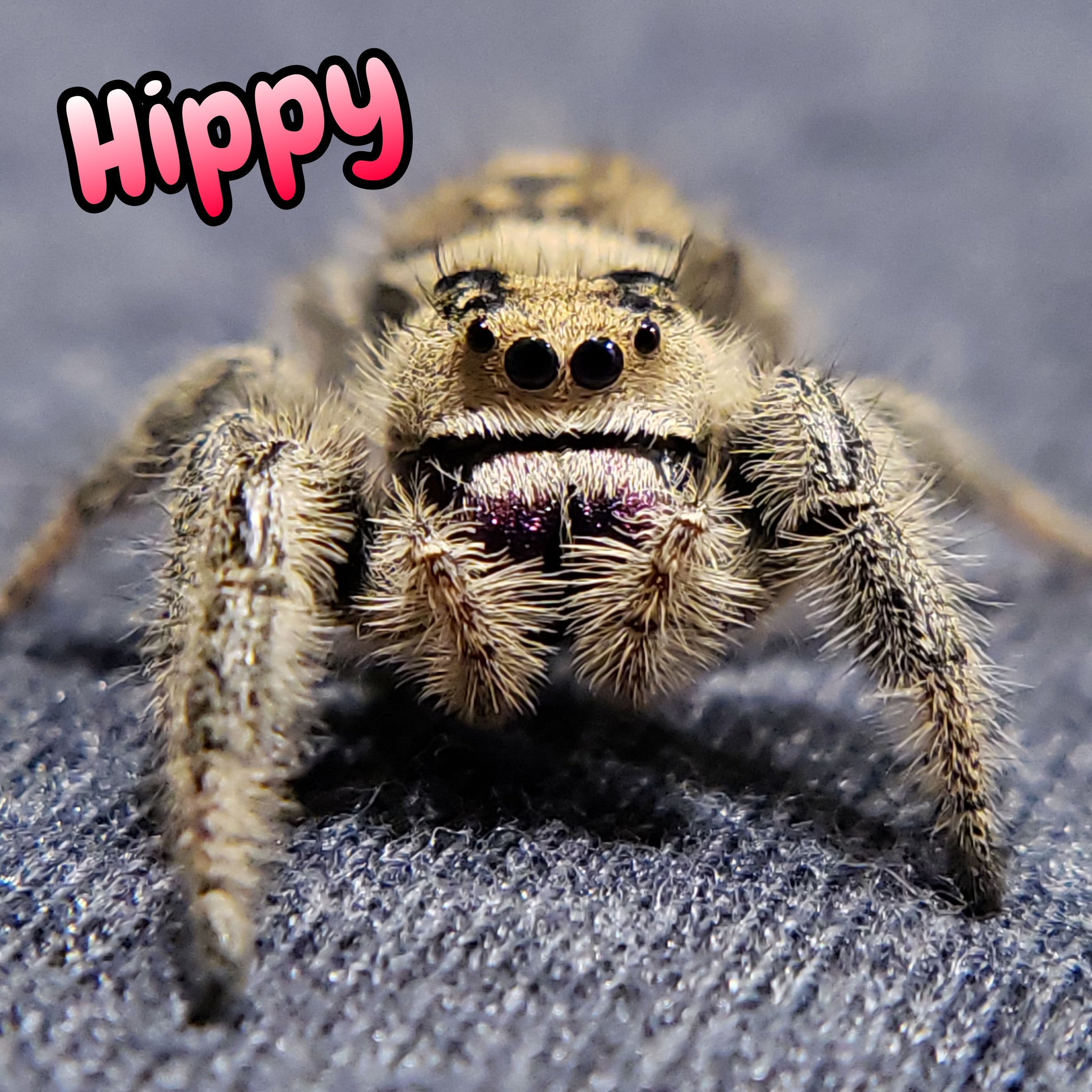 Regal Jumping Spider "Hippy"