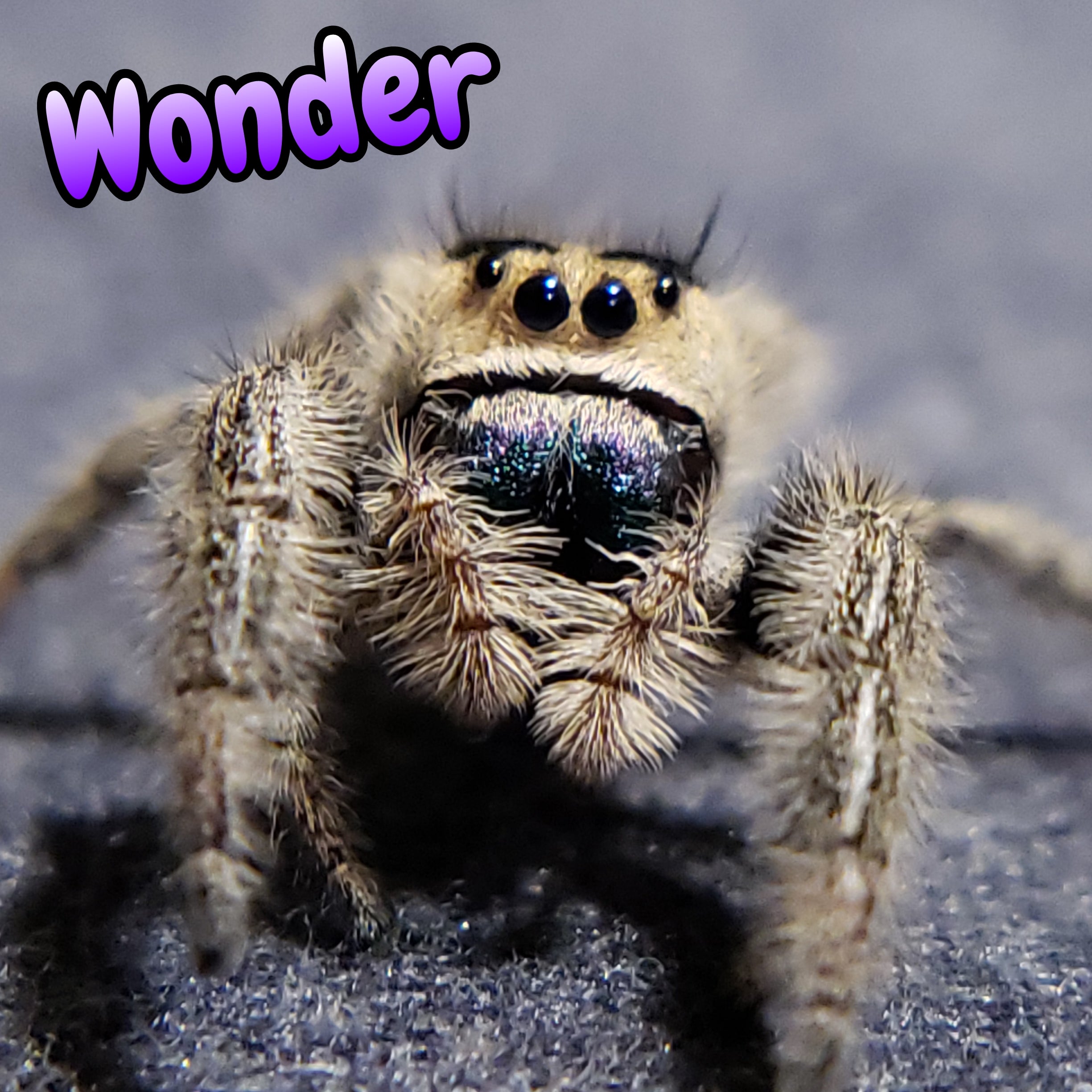 Regal Jumping Spider "Wonder"