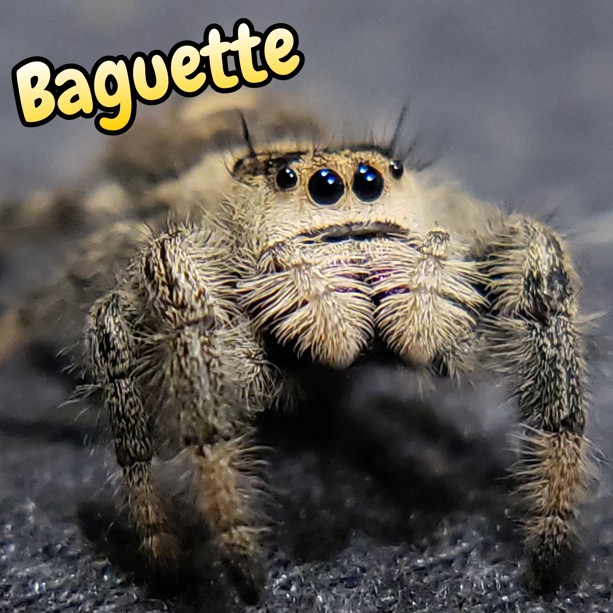 Regal Jumping Spider "Baguette"