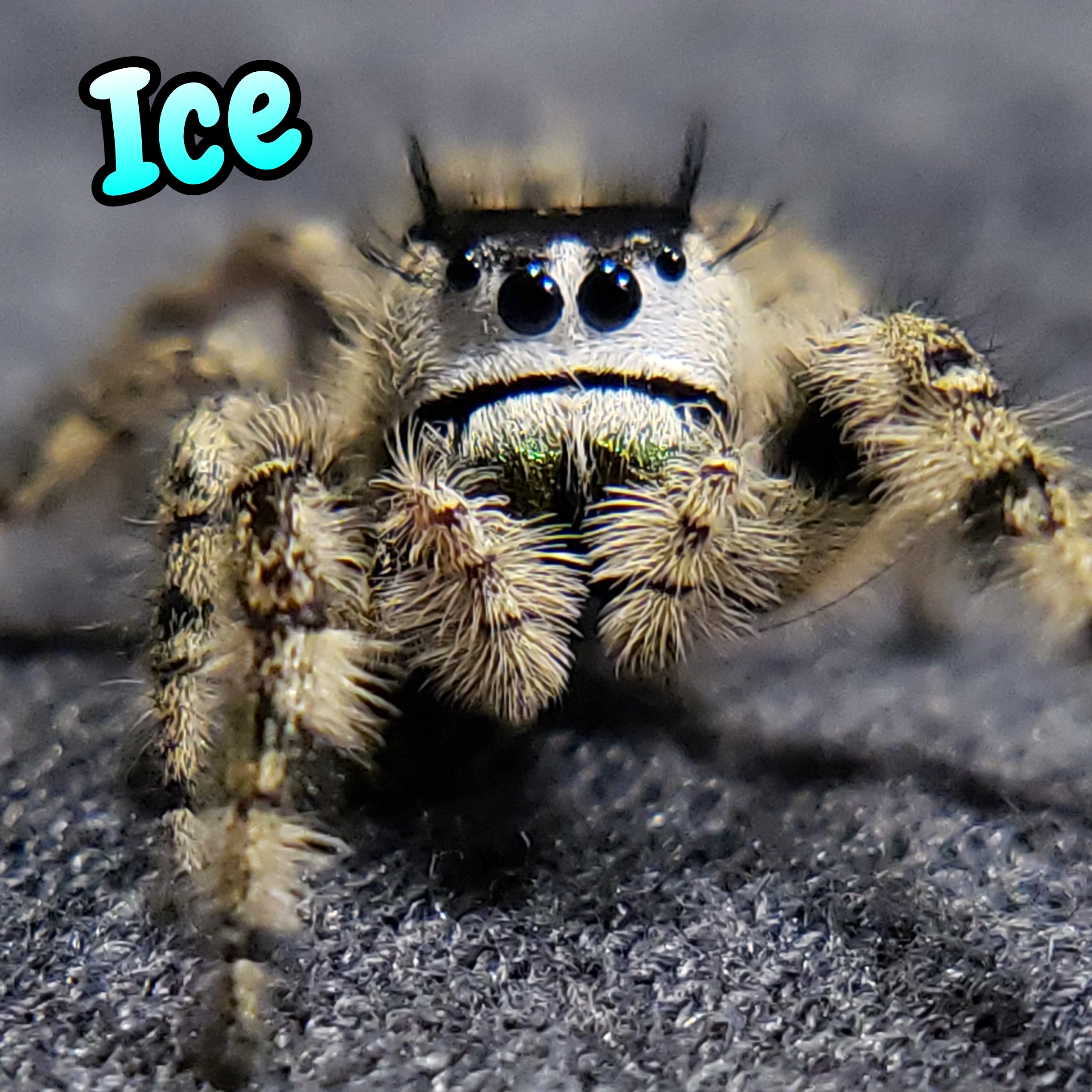 Otiosus Jumping Spider "Ice" (High White)