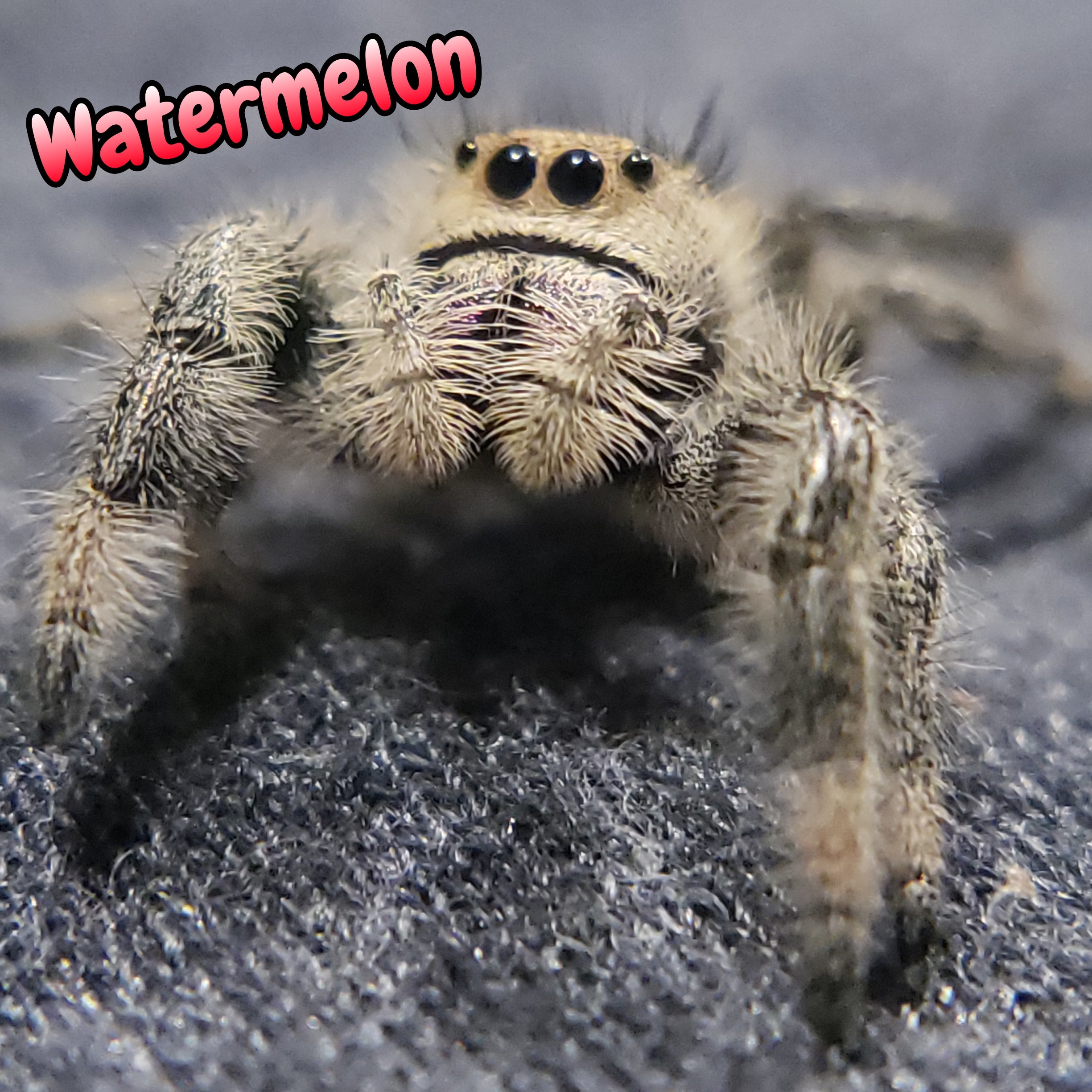 Regal Jumping Spider "Watermelon"