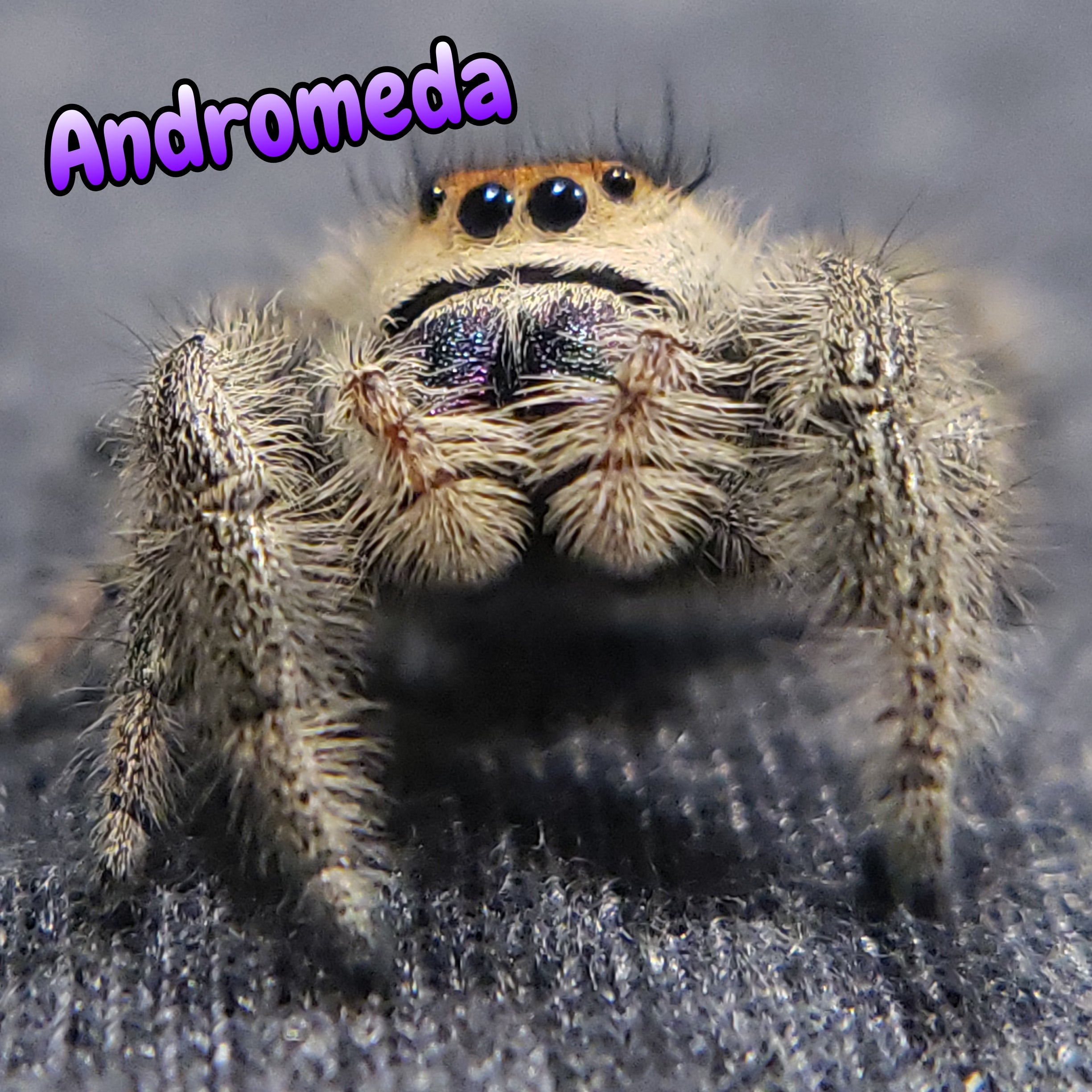 Regal Jumping Spider "Andromeda"