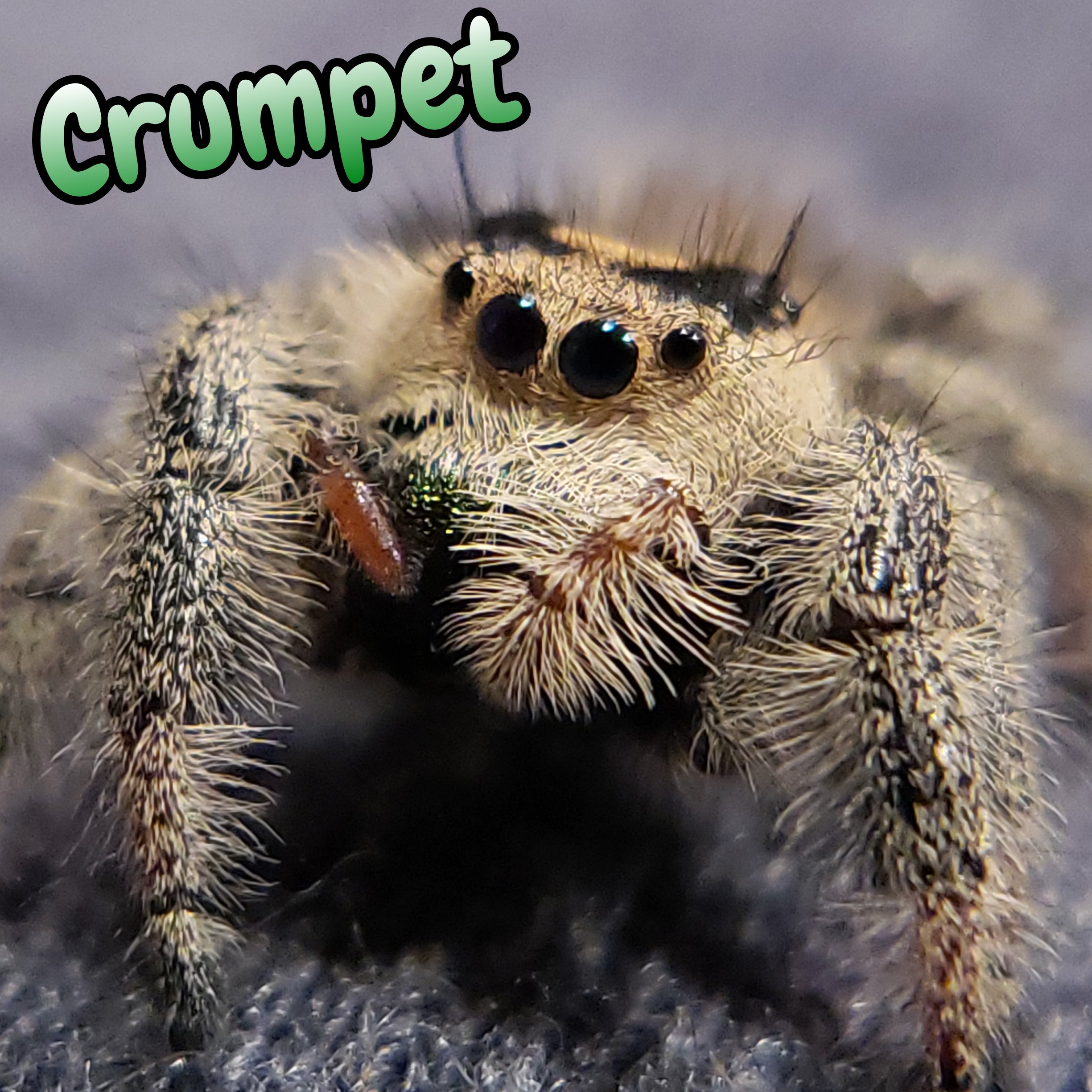 Regal Jumping Spider "Crumpet"