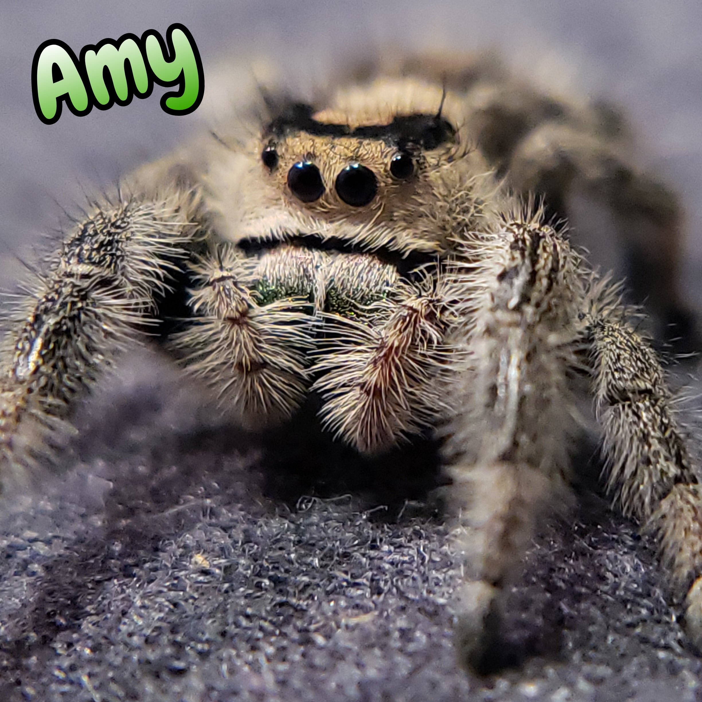 Regal Jumping Spider "Amy"