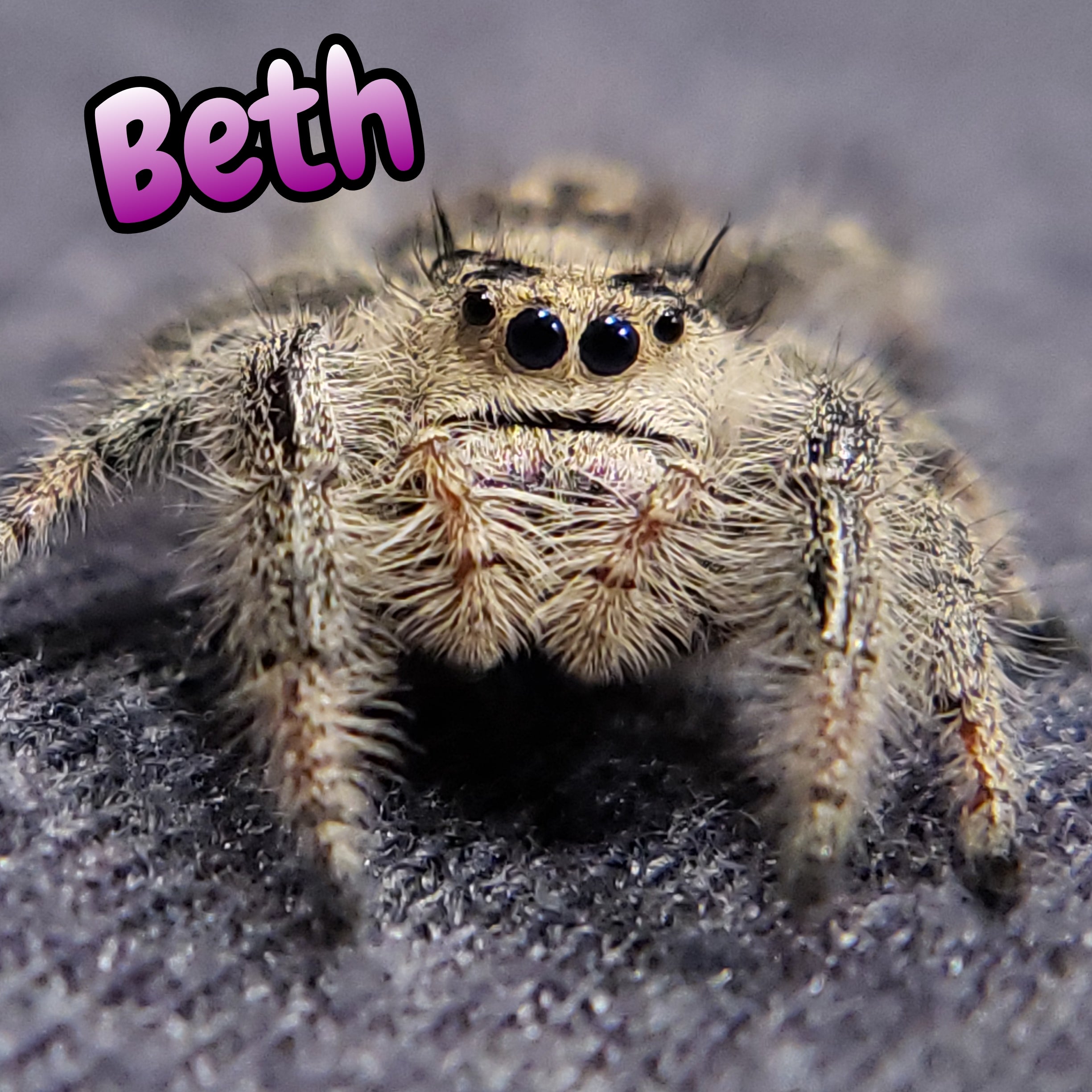 Regal Jumping Spider "Beth"
