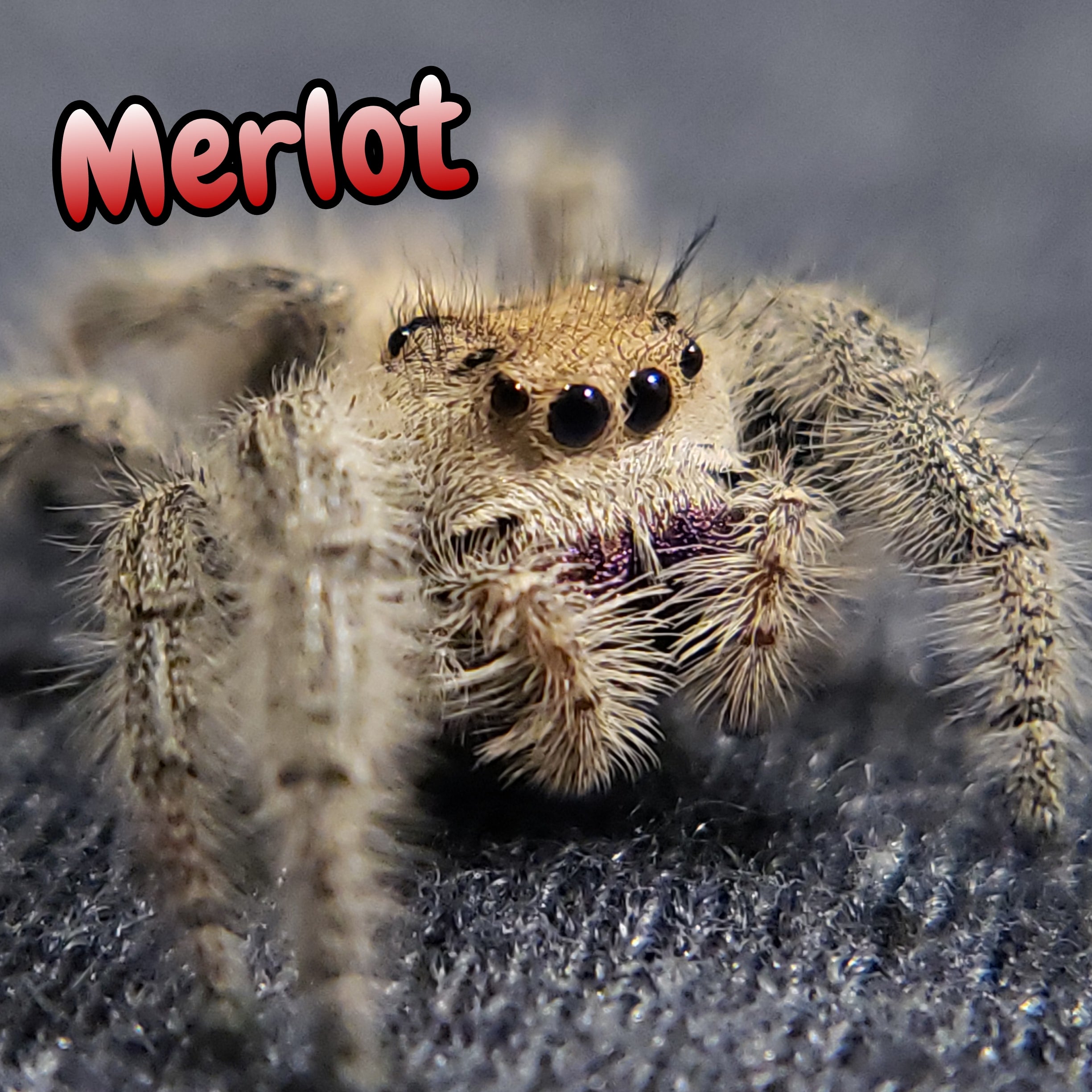 Regal Jumping Spider "Merlot"