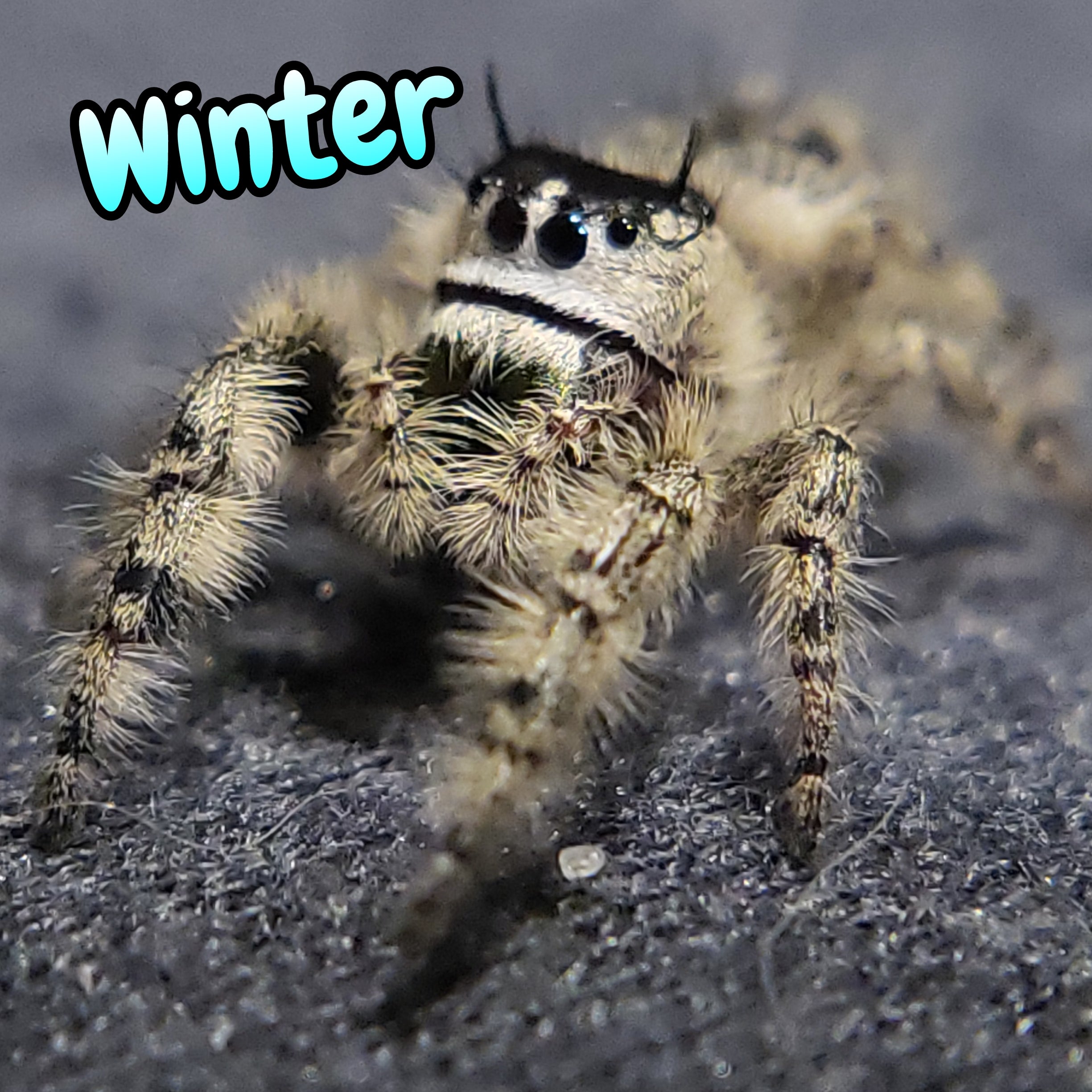 Otiosus Jumping Spider "Winter" (High White)