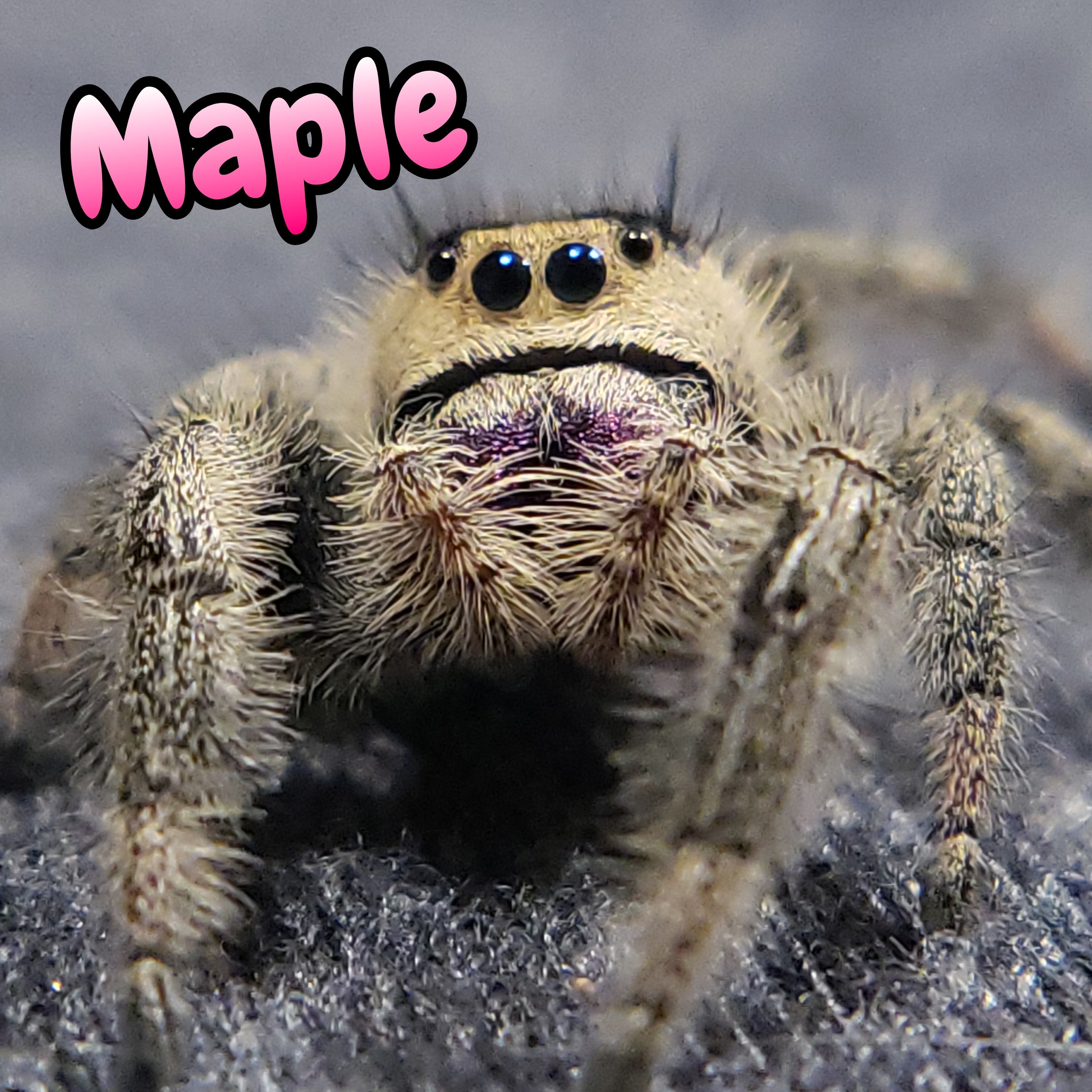 Regal Jumping Spider "Maple"