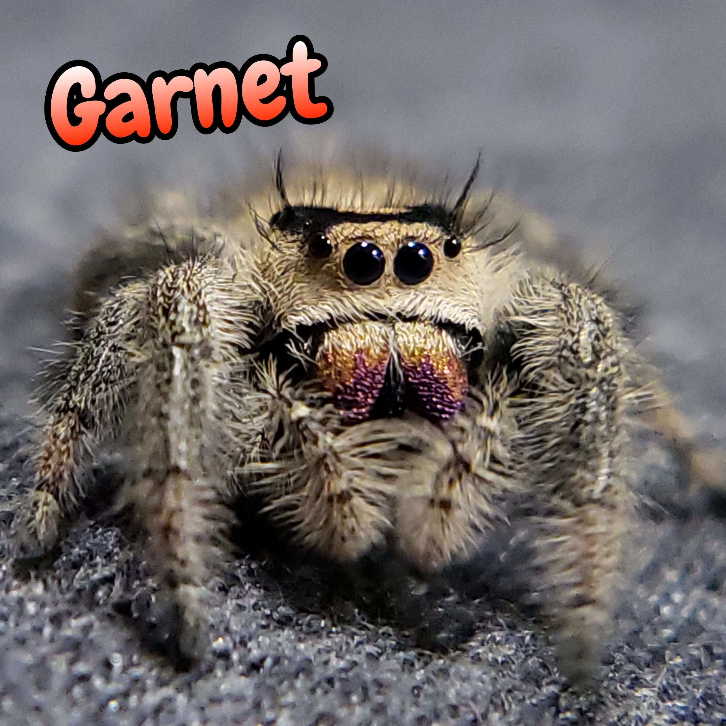 Regal Jumping Spider "Garnet"