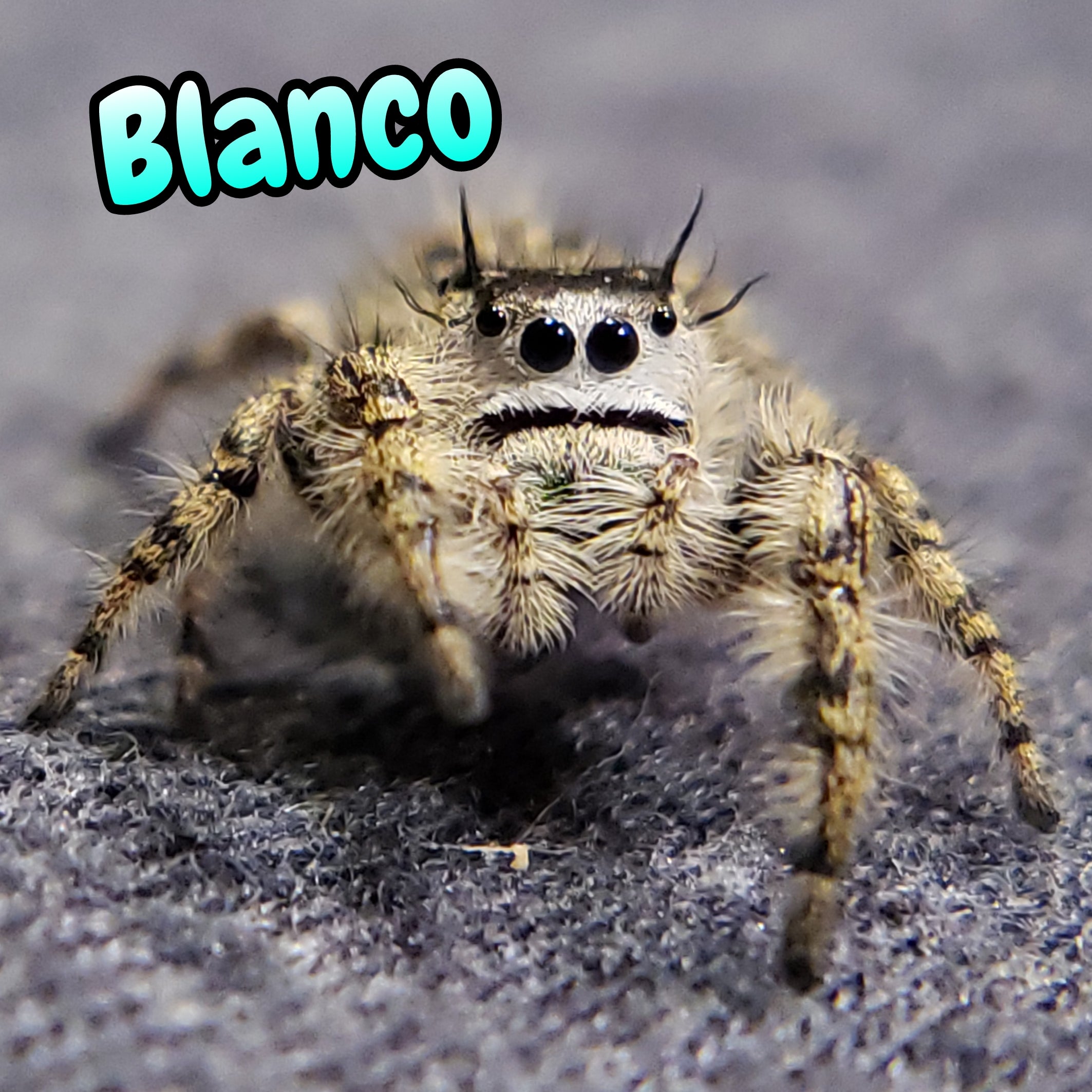 Otiosus Jumping Spider "Blanco" (High White)