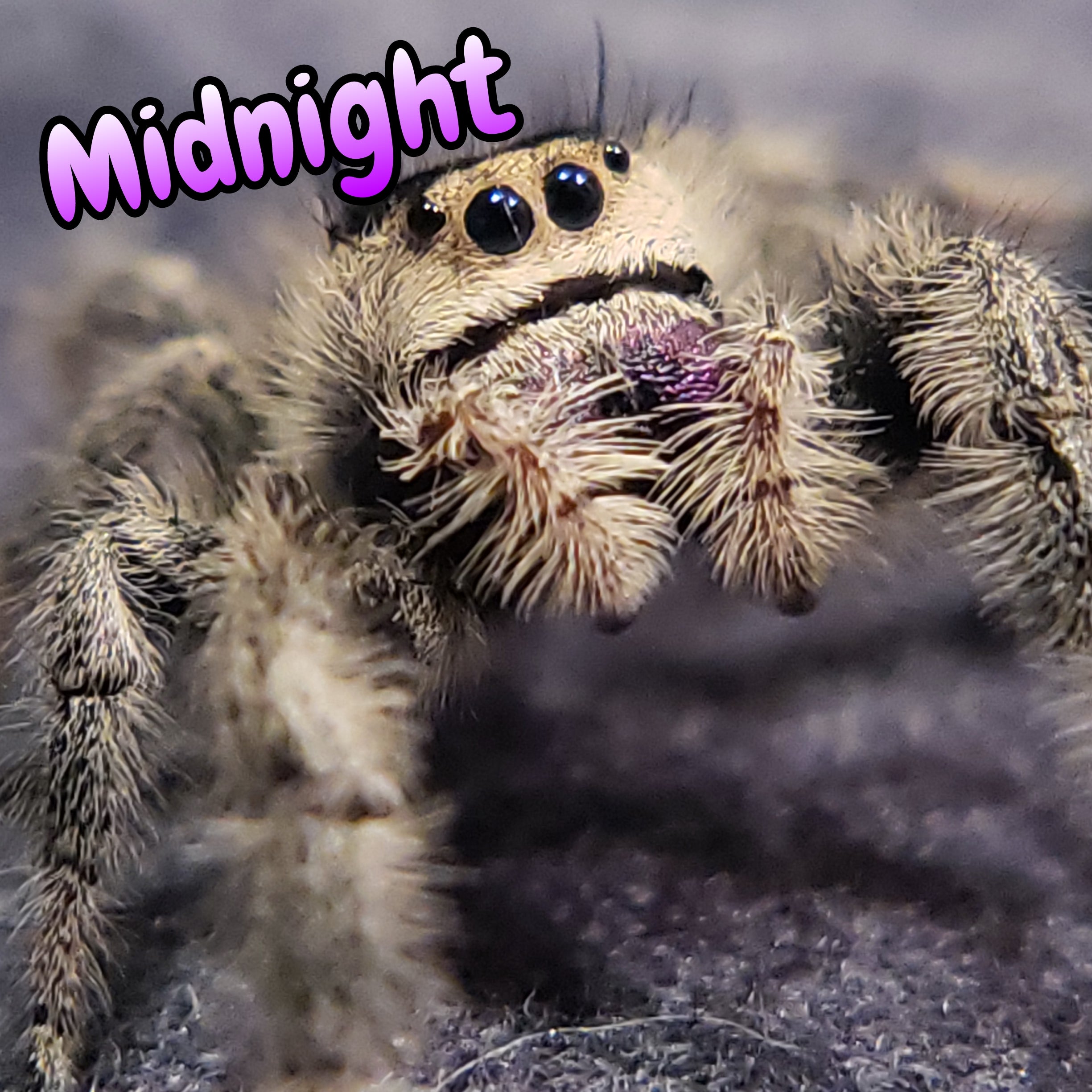 Regal Jumping Spider "Midnight"