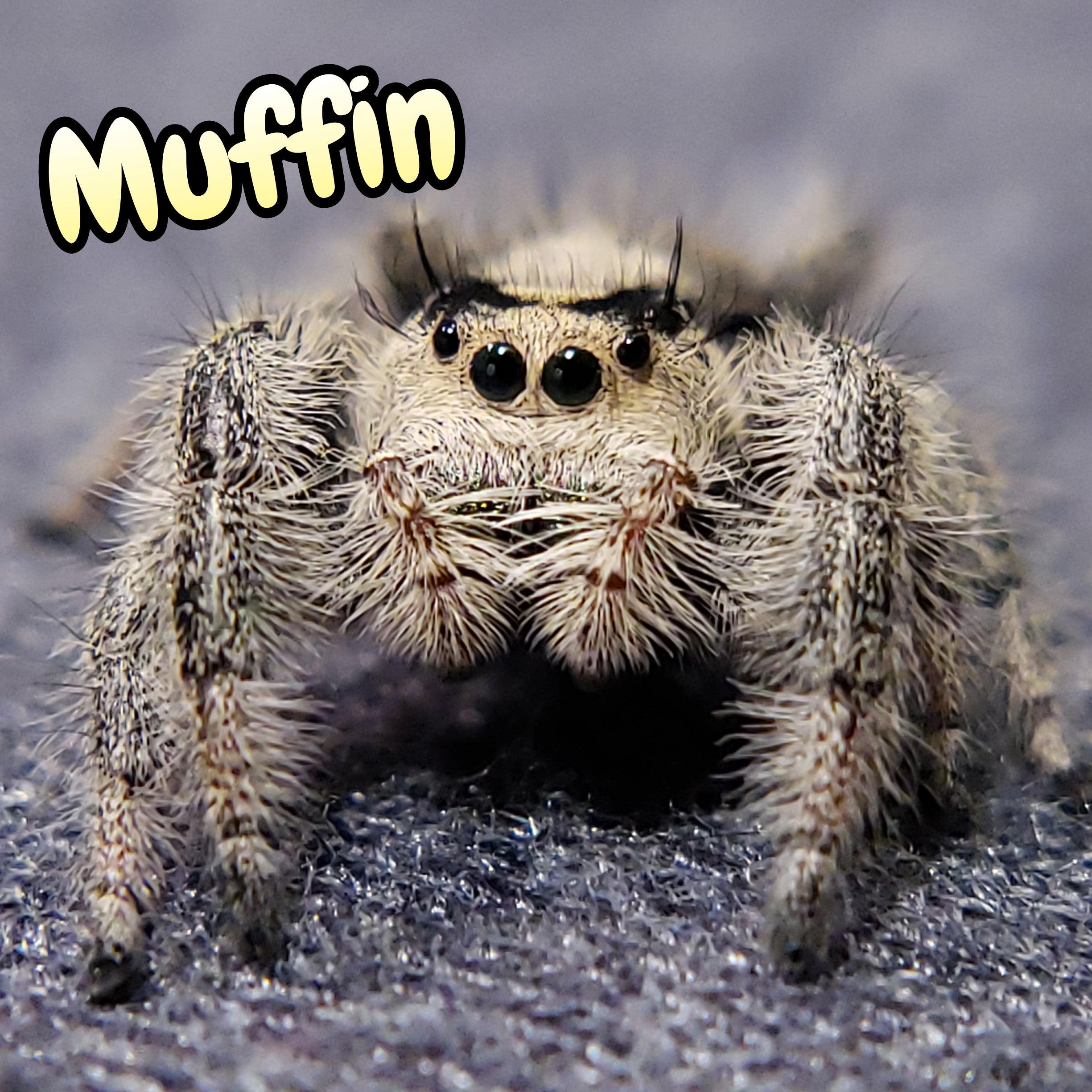 Regal Jumping Spider "Muffin"