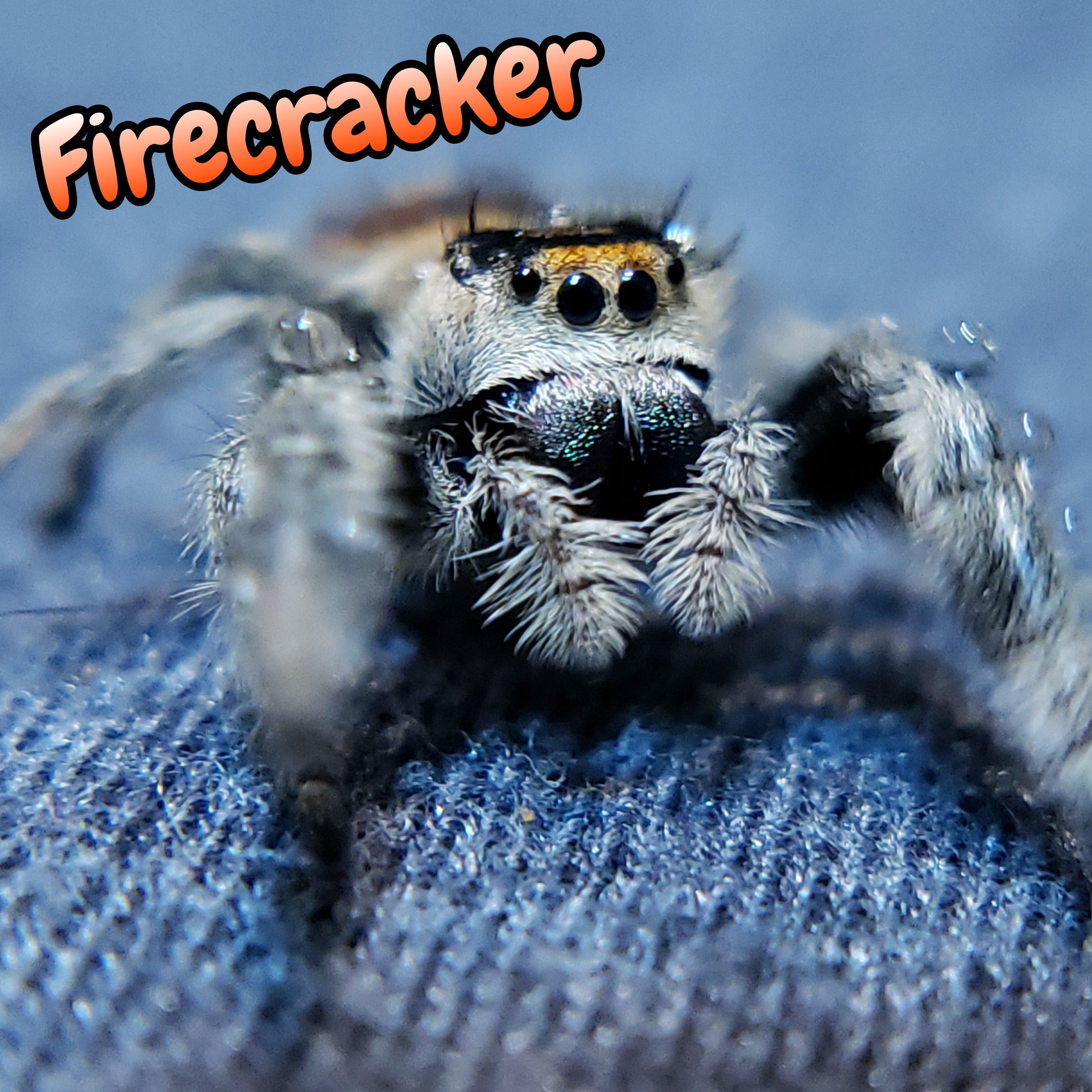 Regal Jumping Spider "Firecracker"