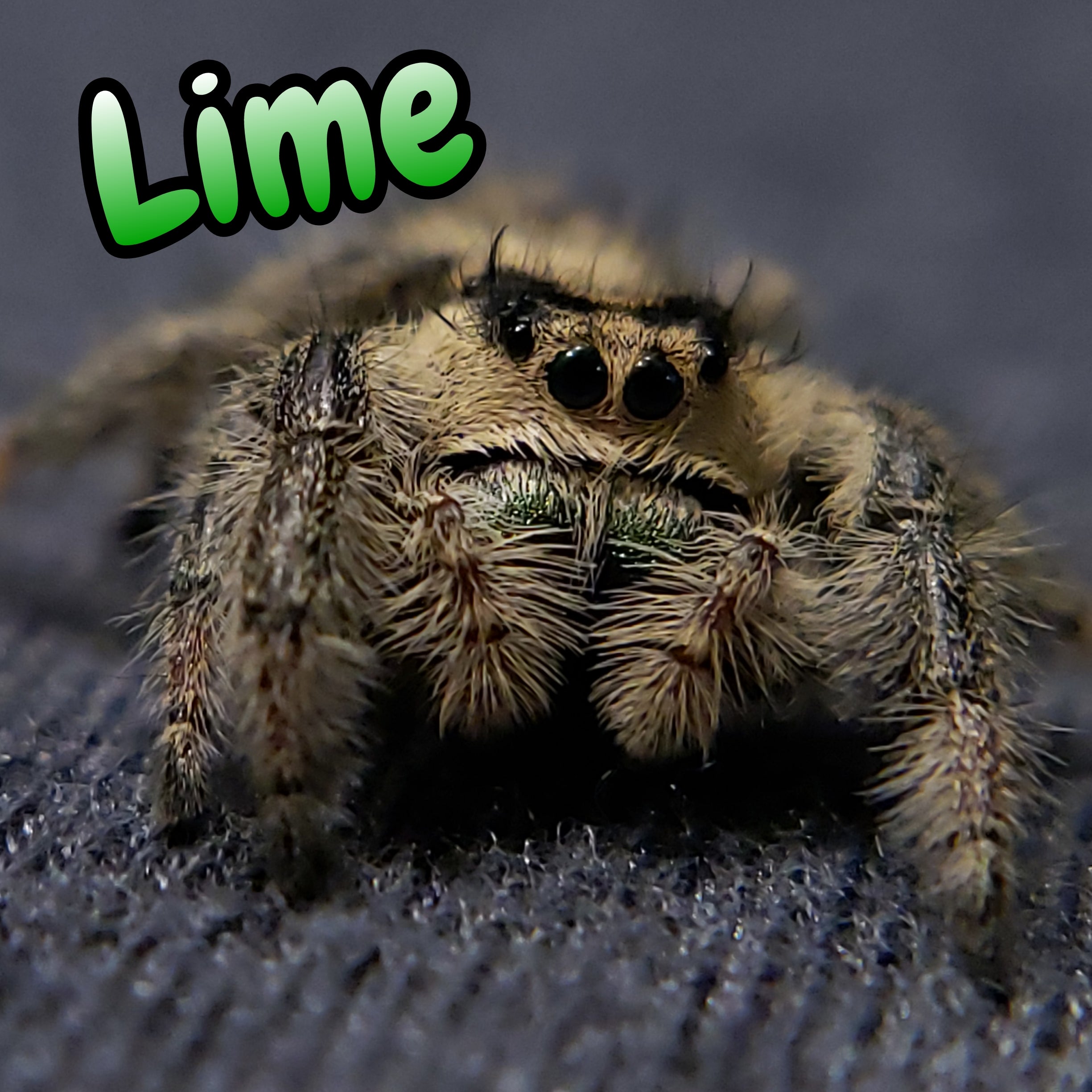 Regal Jumping Spider "Lime"