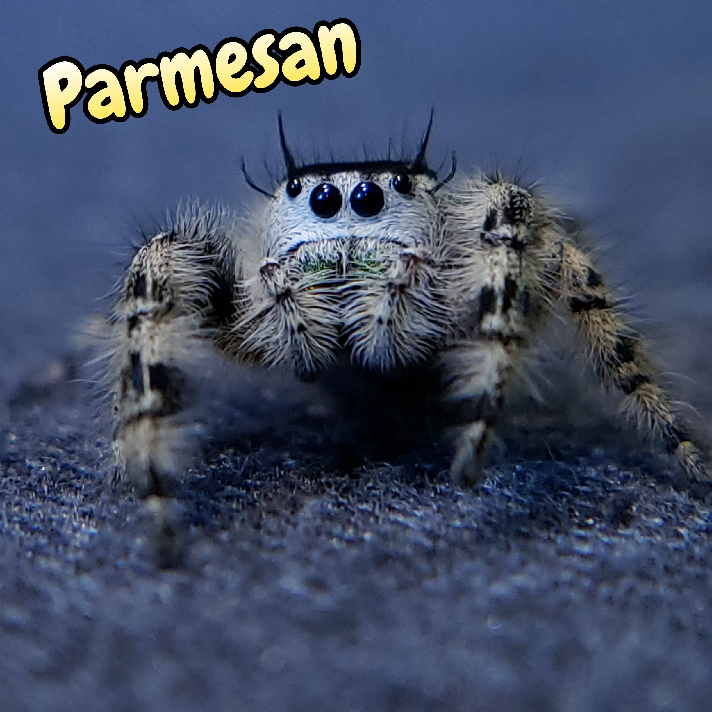 Otiosus Jumping Spider "Parmesan" (High White)