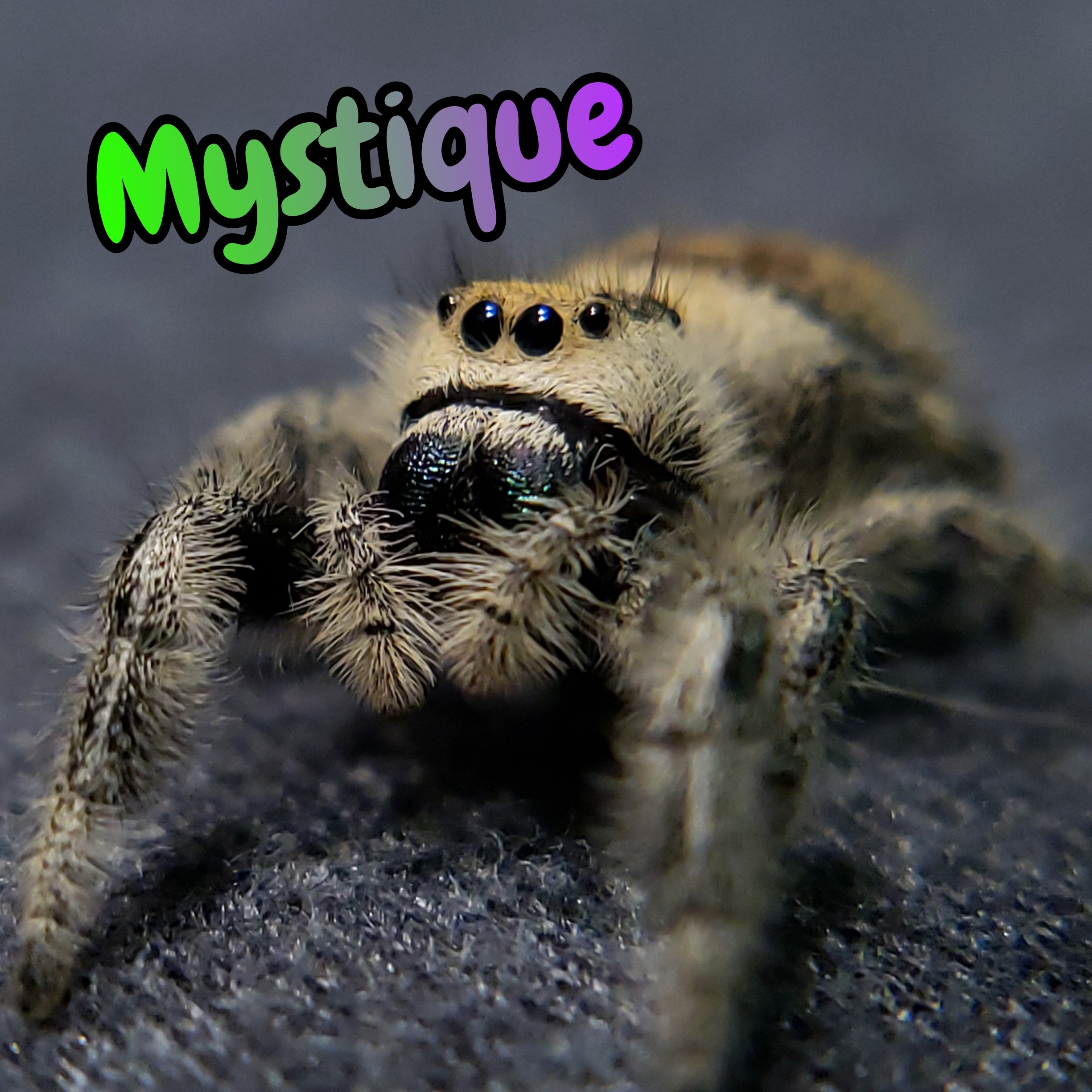 Regal Jumping Spider "Mystique"