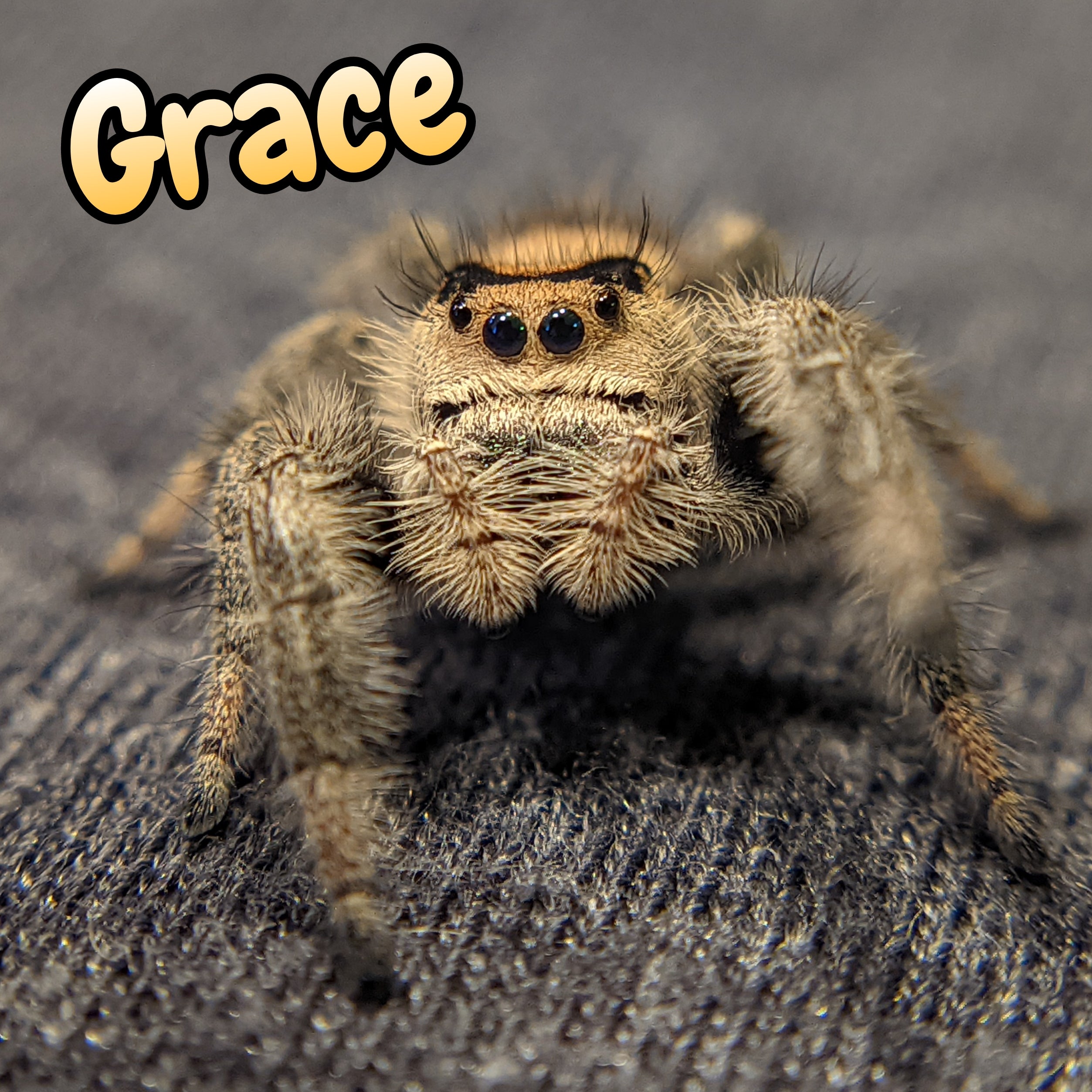 Regal Jumping Spider "Grace"