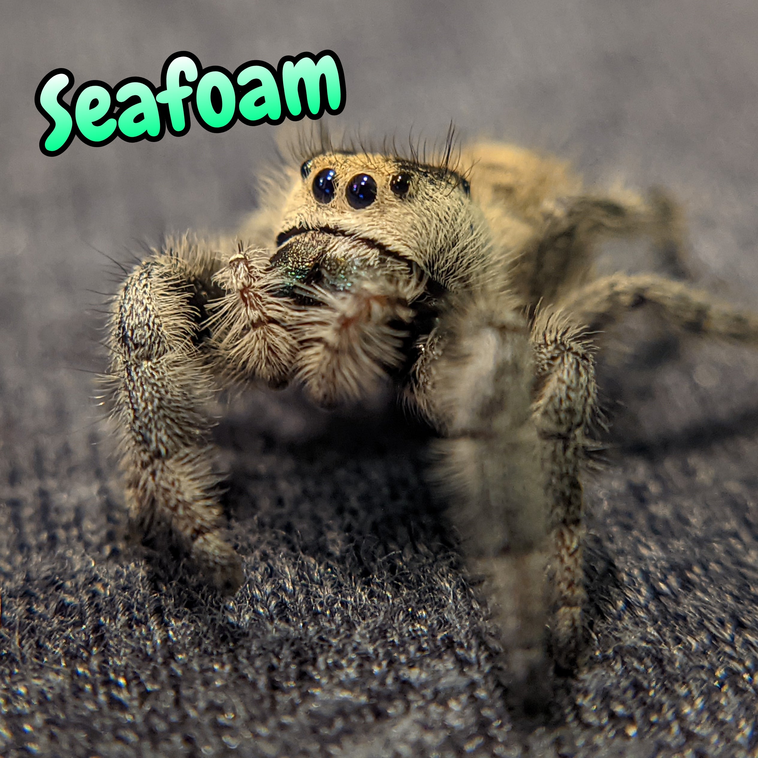 Regal Jumping Spider "Seafoam"