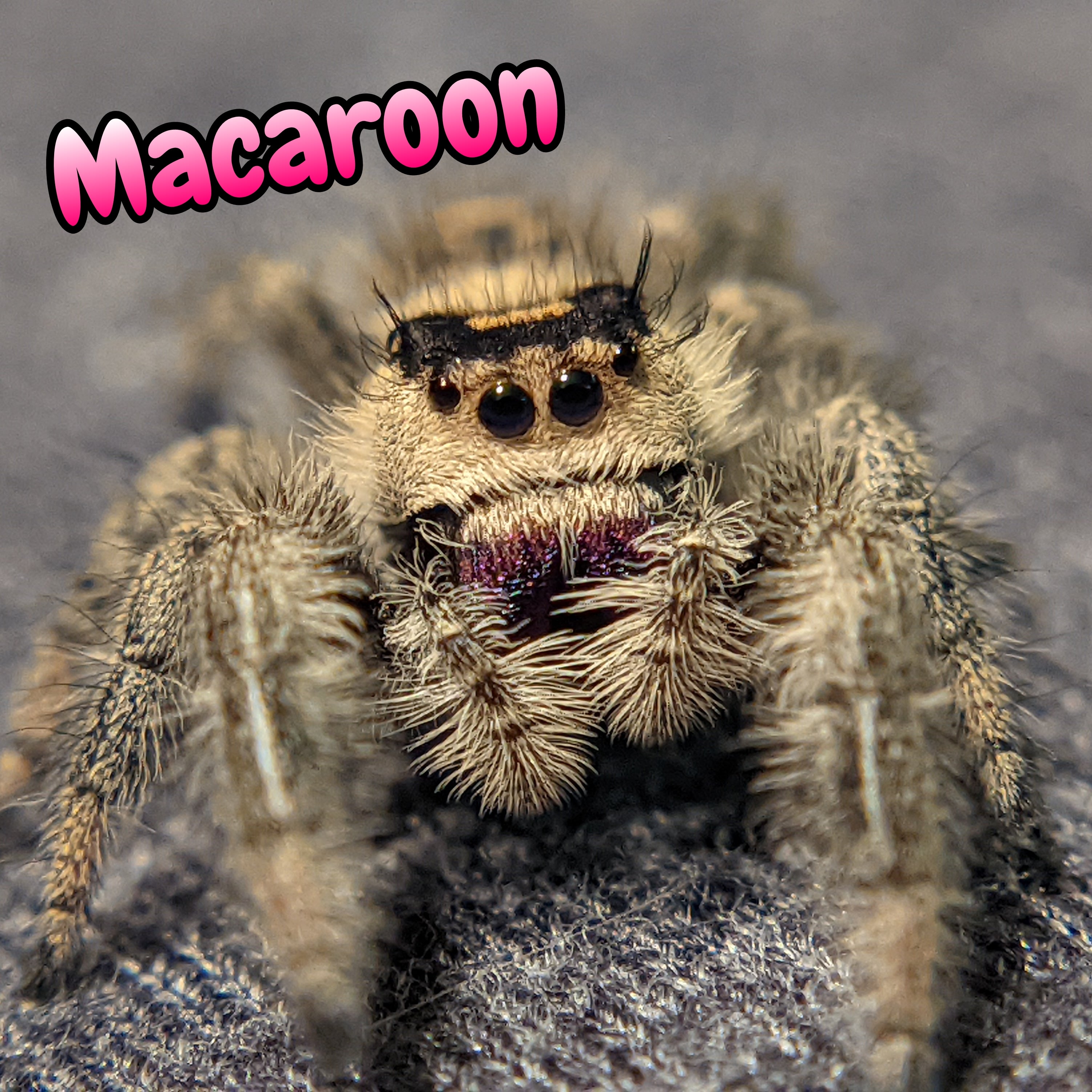 Regal Jumping Spider "Macaroon"