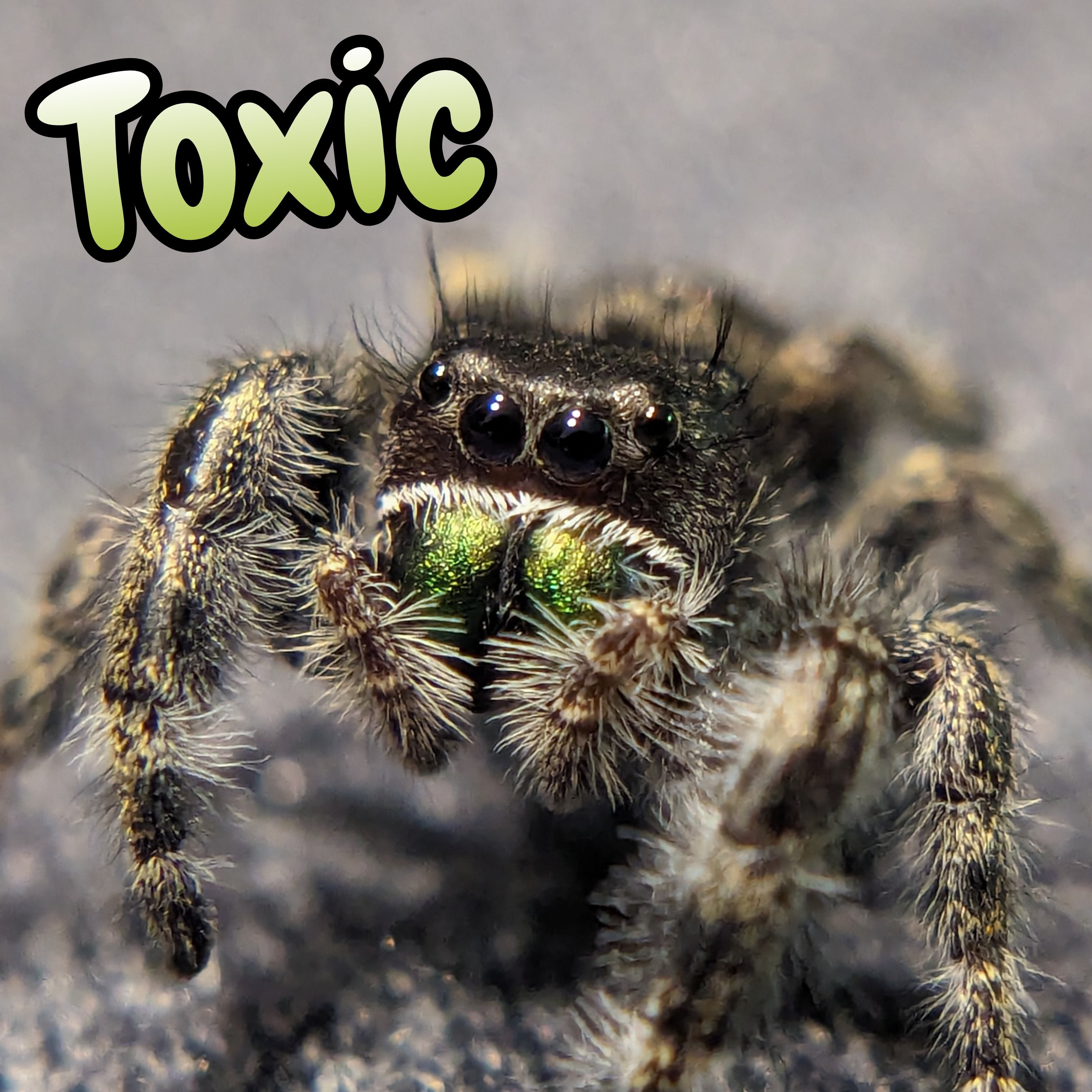 Audax Jumping Spider "Toxic"