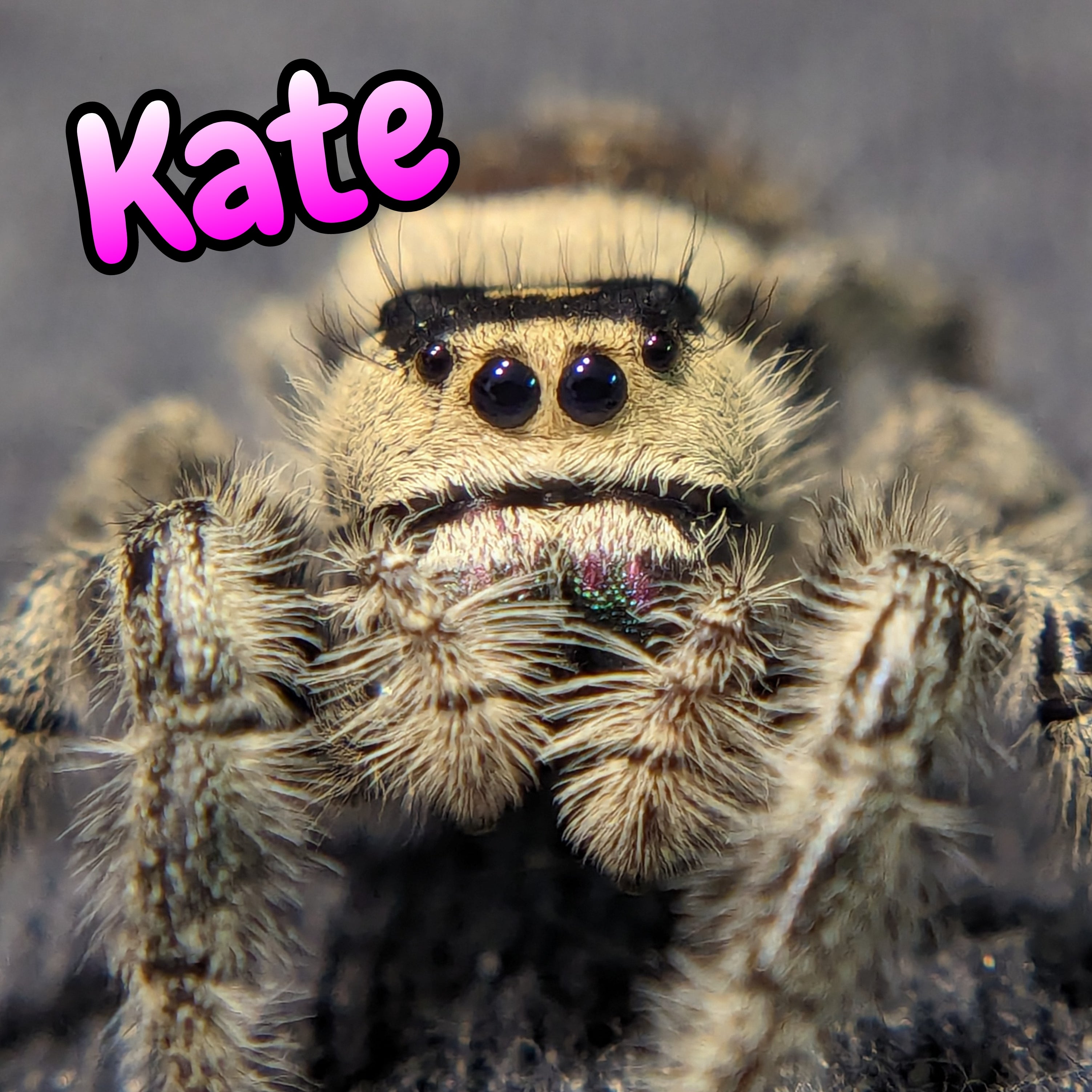 Regal Jumping Spider "Kate"