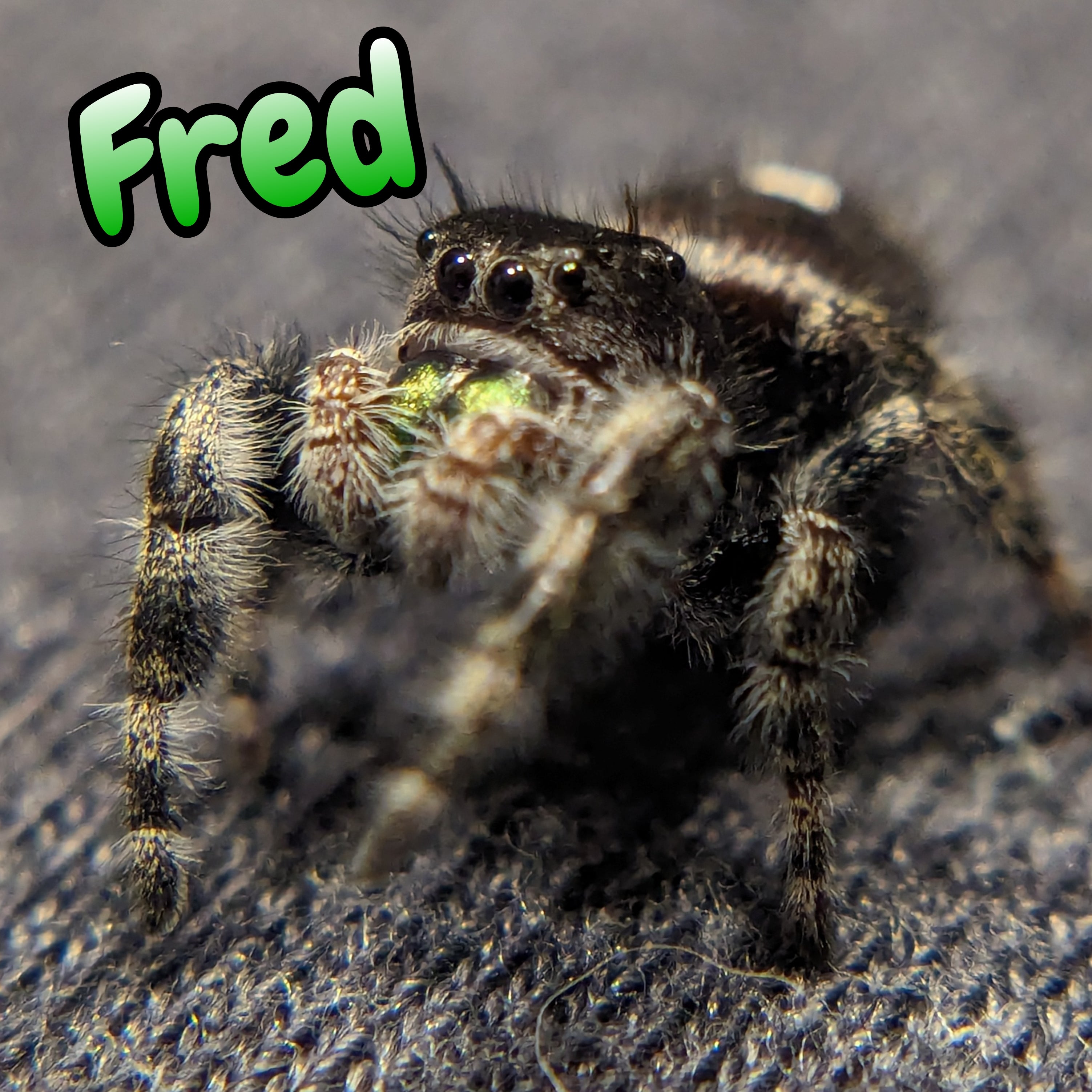 Audax Jumping Spider "Fred"