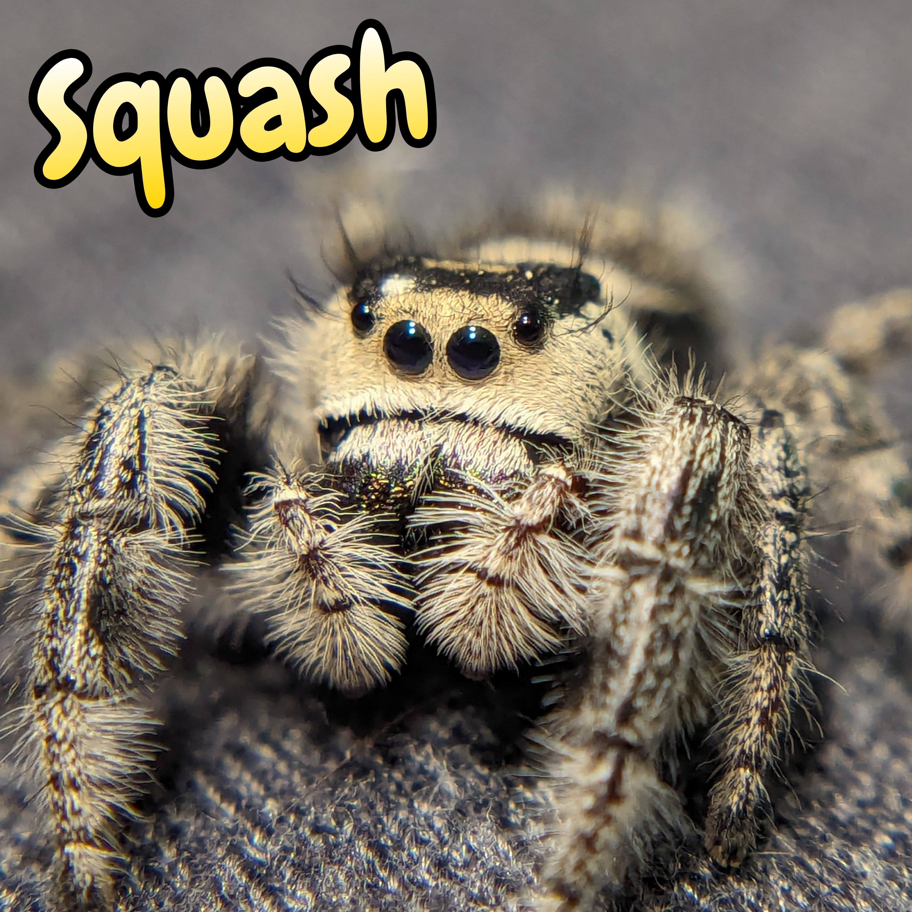 Regal Jumping Spider "Squash"