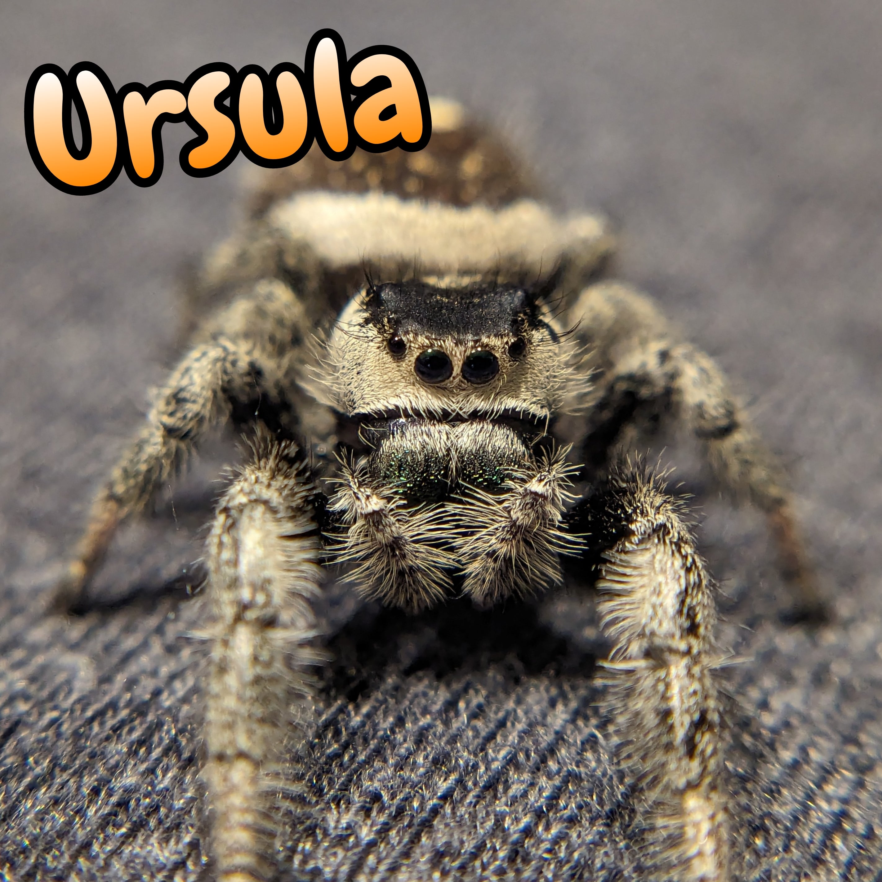 Regal Jumping Spider "Ursula"