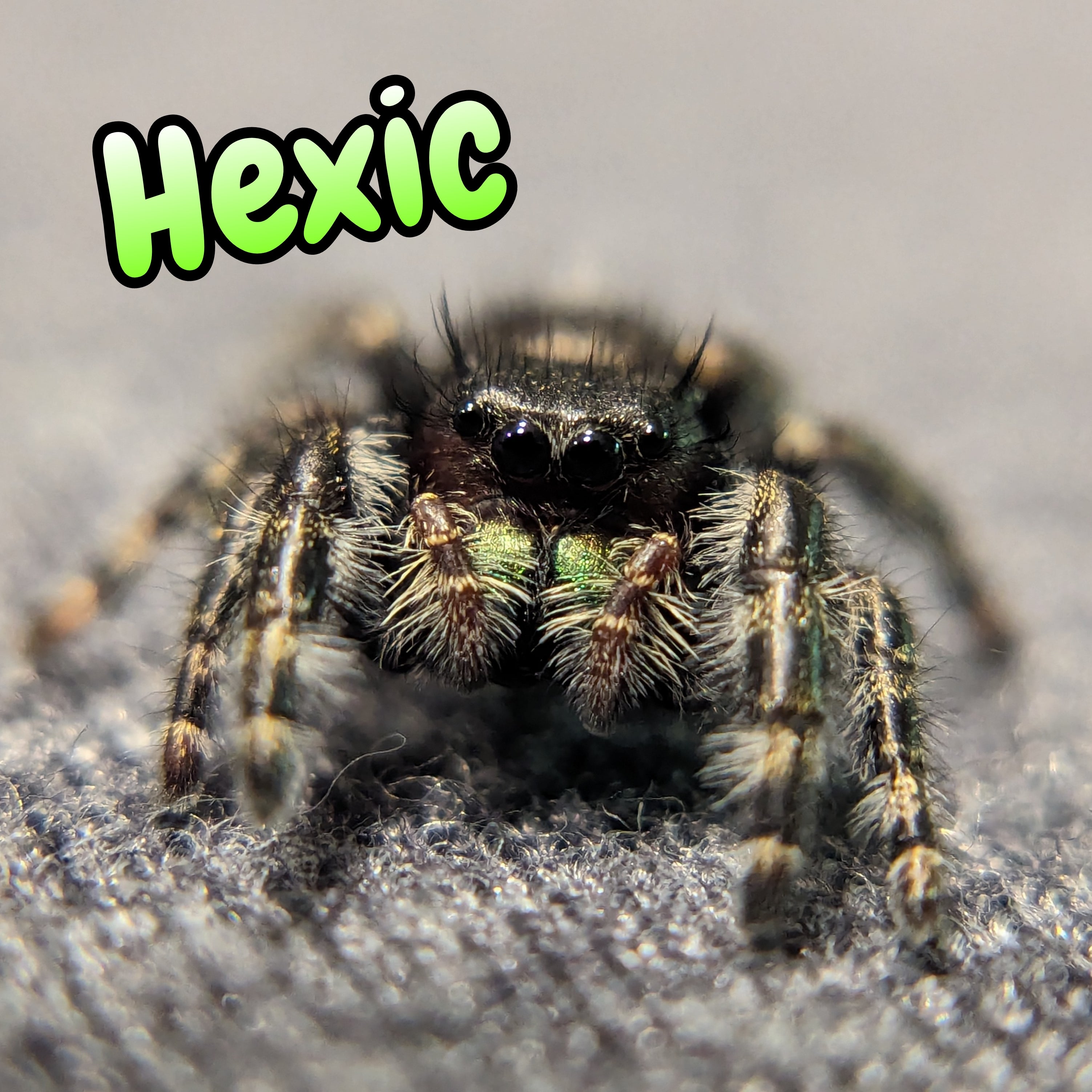 Audax Jumping Spider "Hexic"
