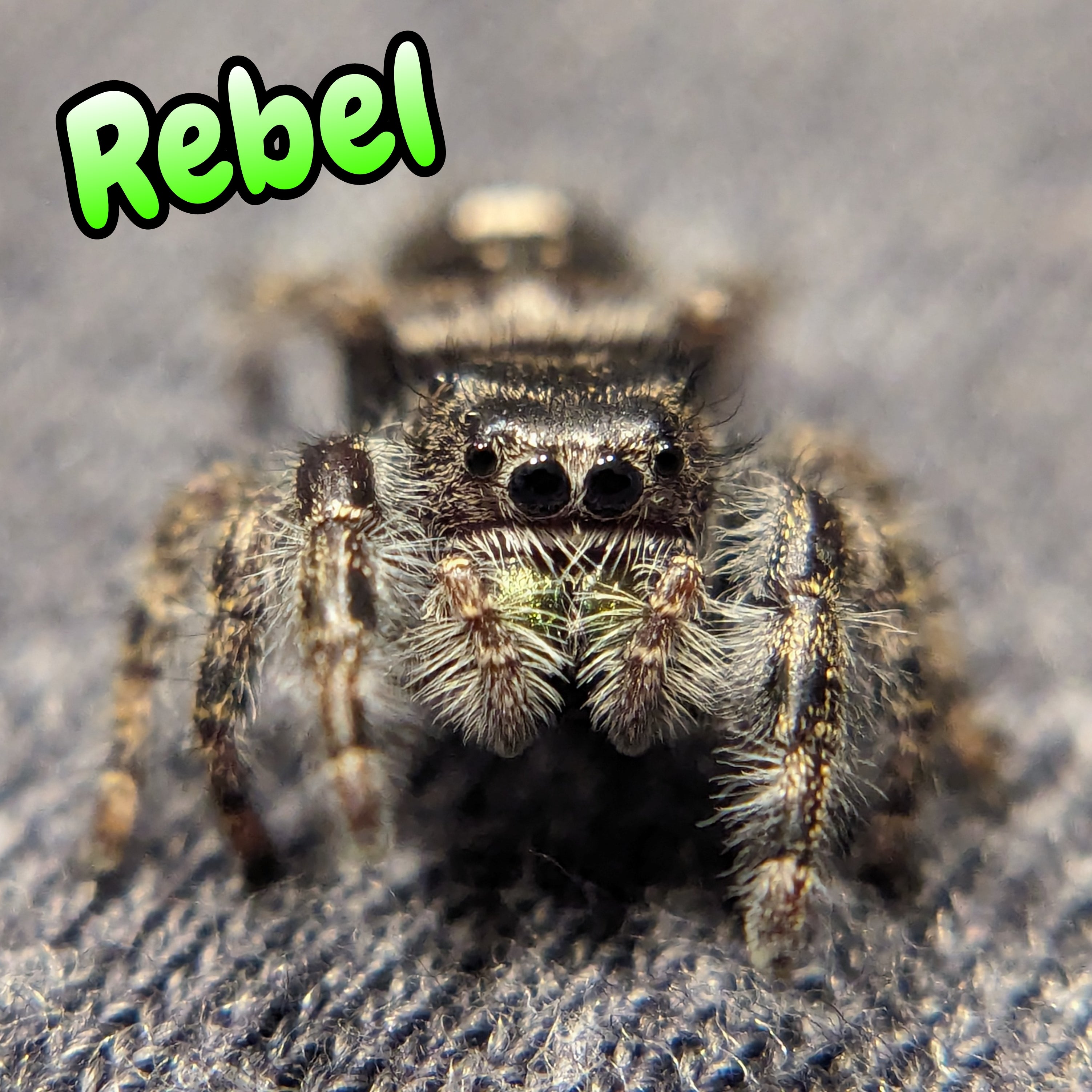 Audax Jumping Spider "Rebel"