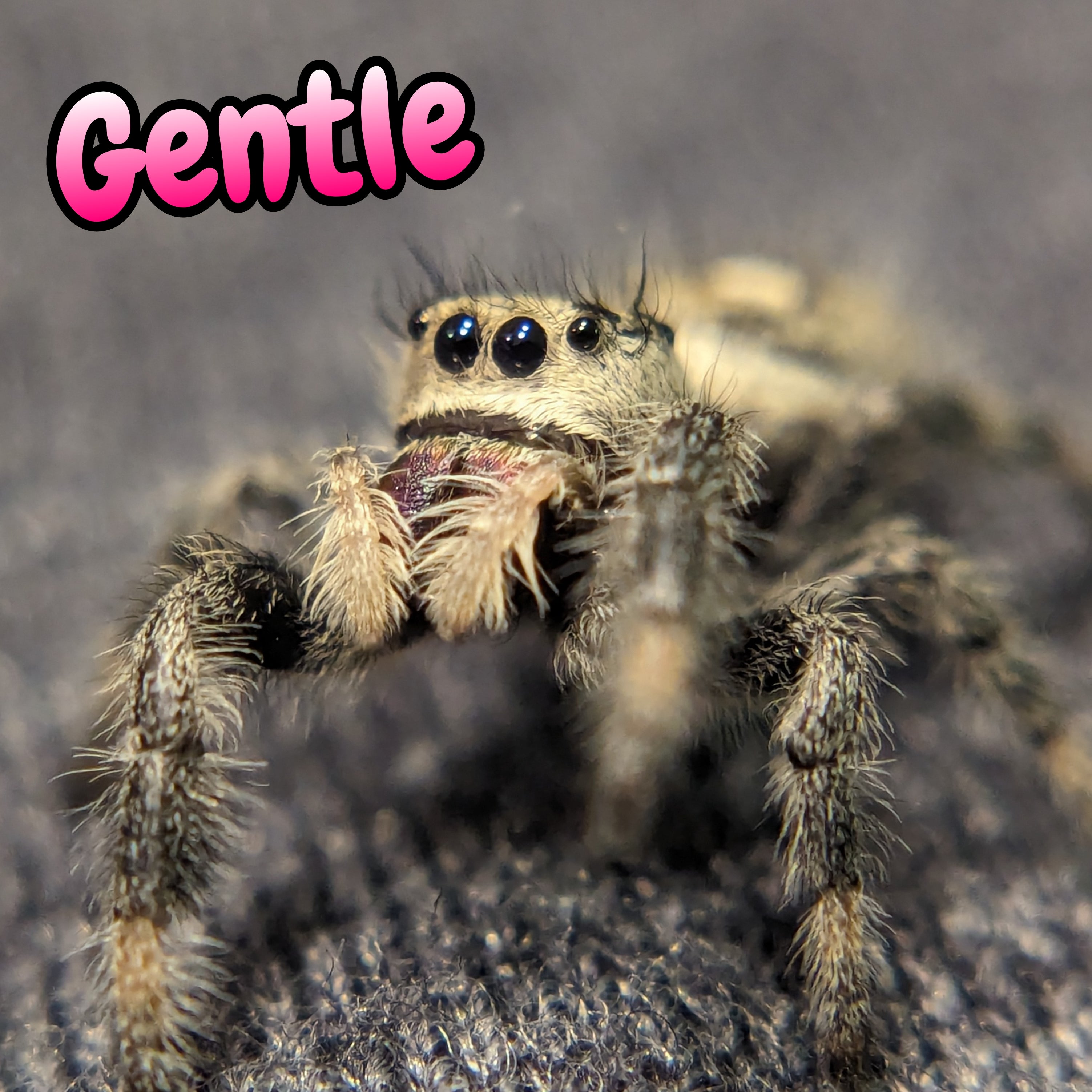 Regal Jumping Spider "Gentle"