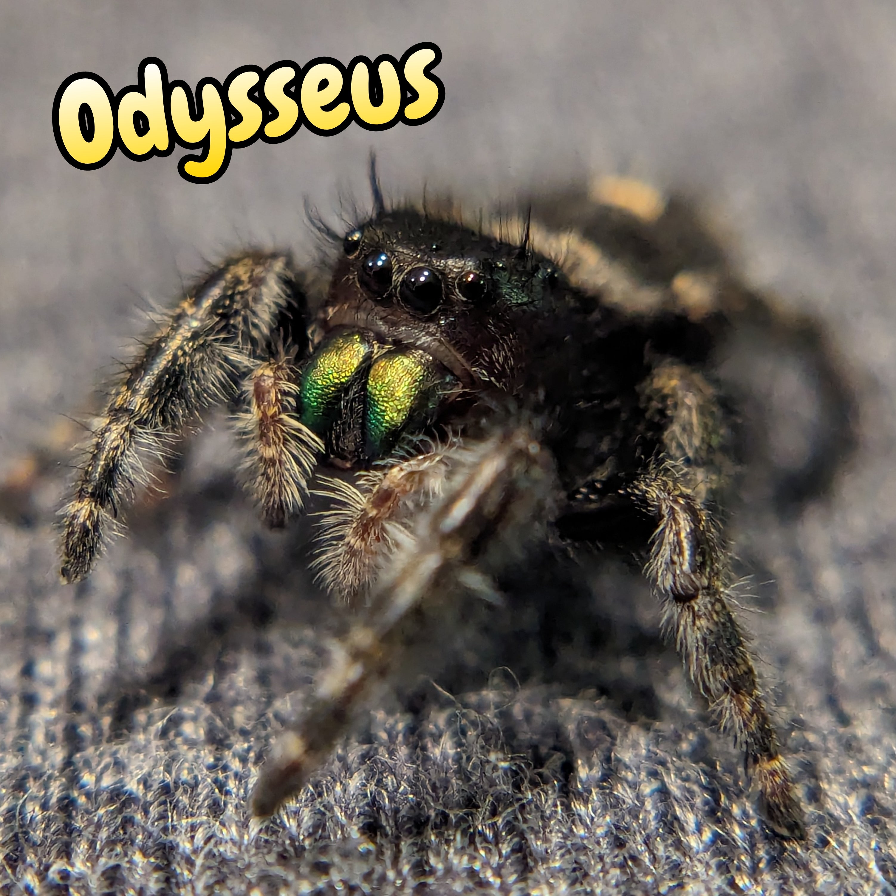 Audax Jumping Spider "Odysseus"