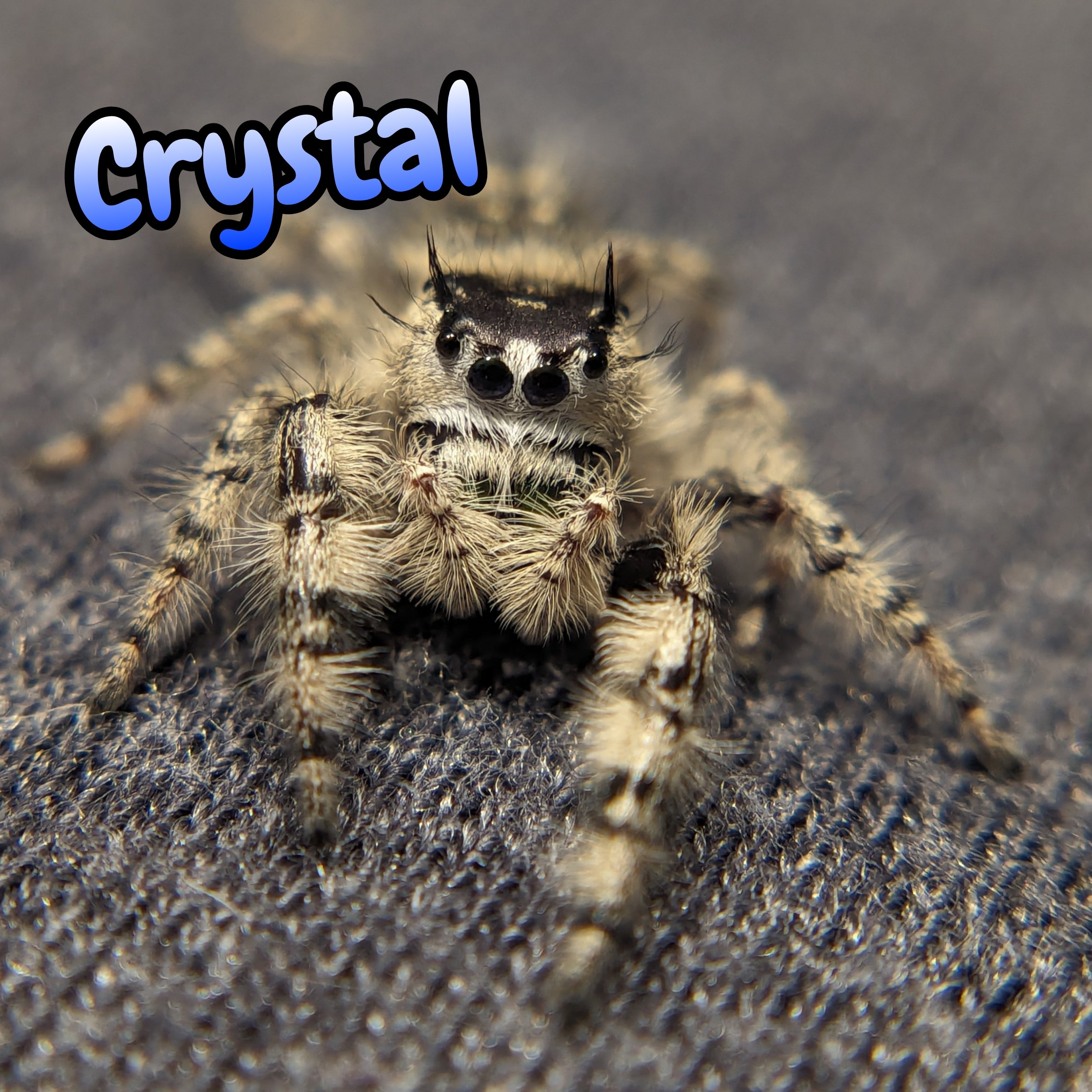 Otiosus Jumping Spider "Crystal" (High White)