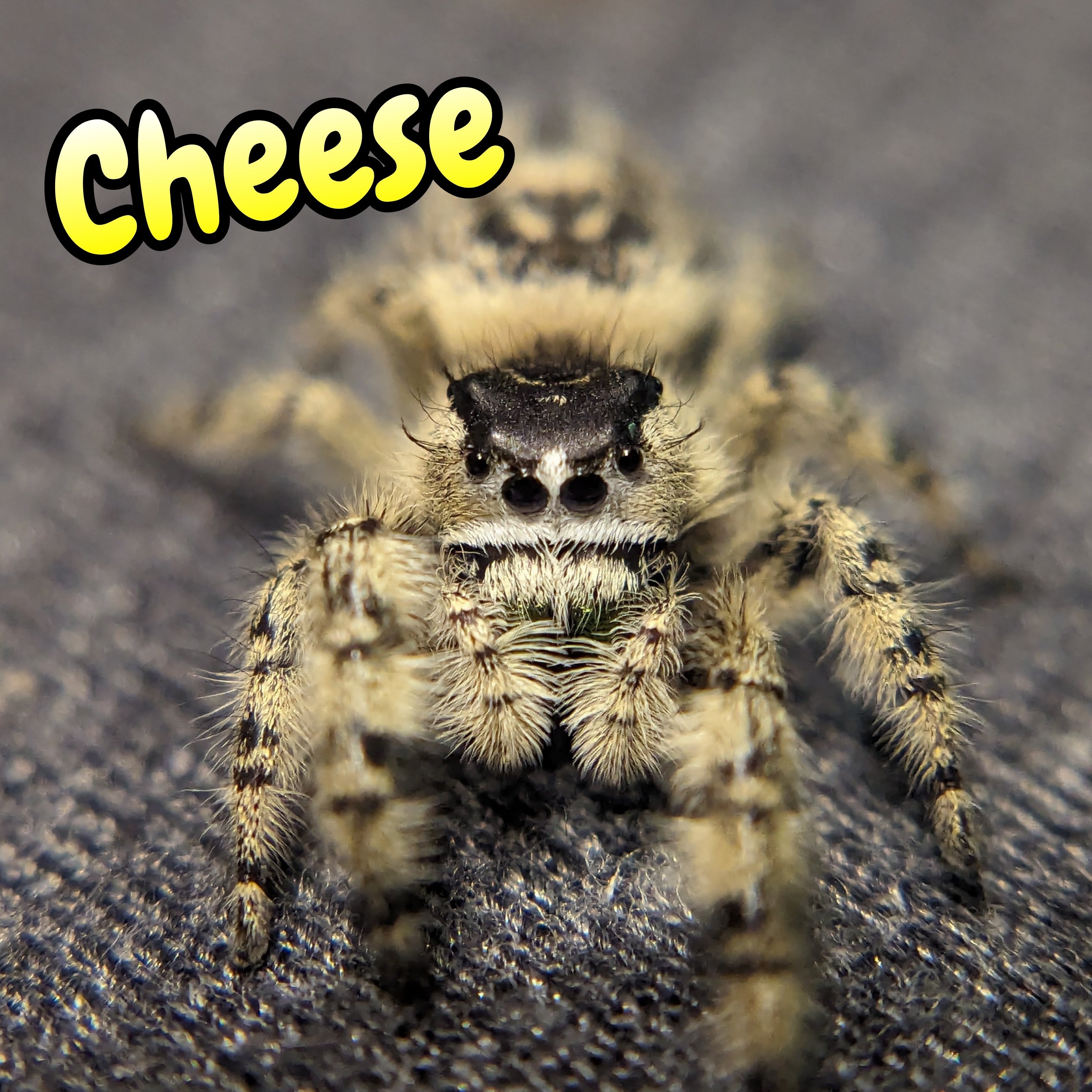 Otiosus Jumping Spider "Cheese" (High White)
