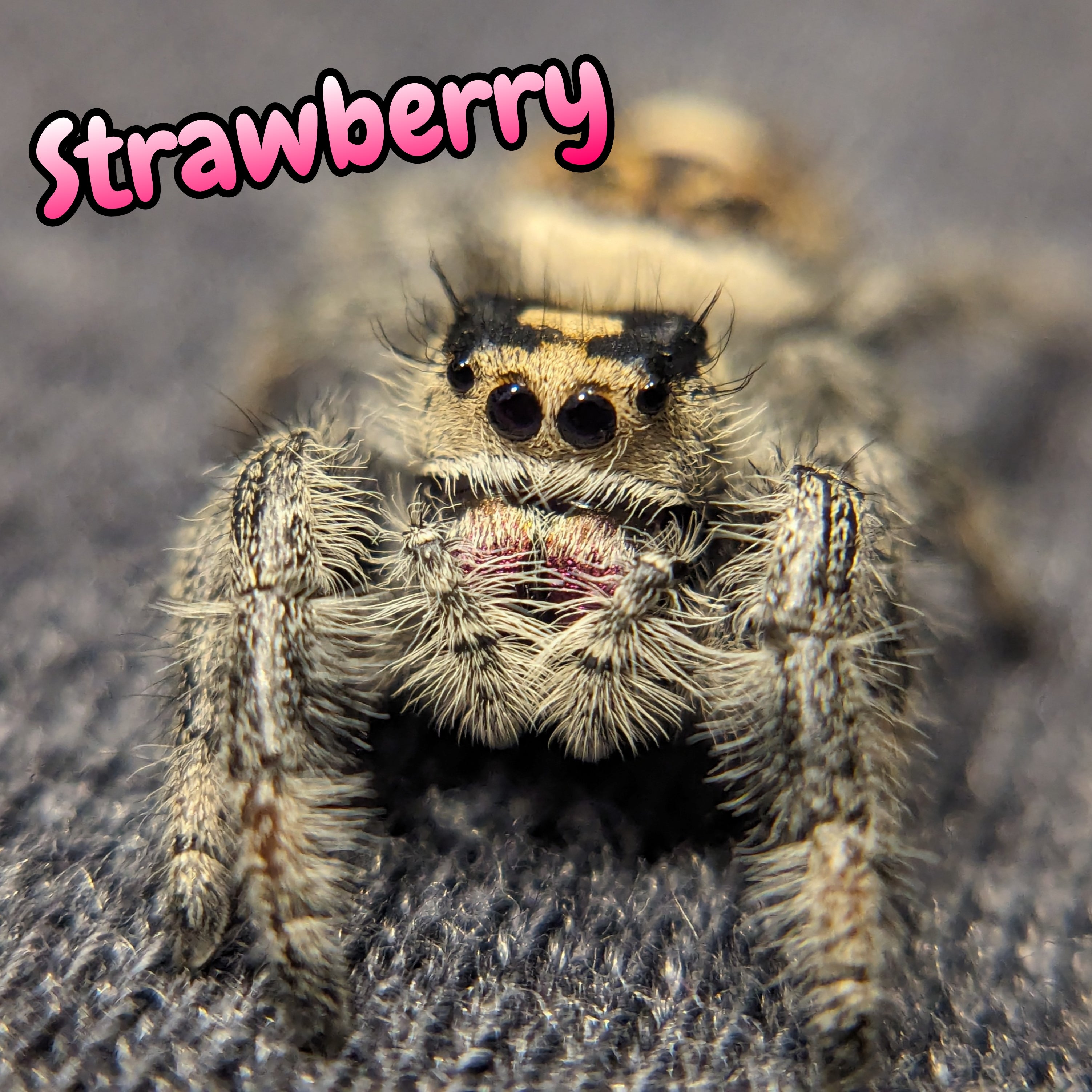 Regal Jumping Spider "Strawberry"