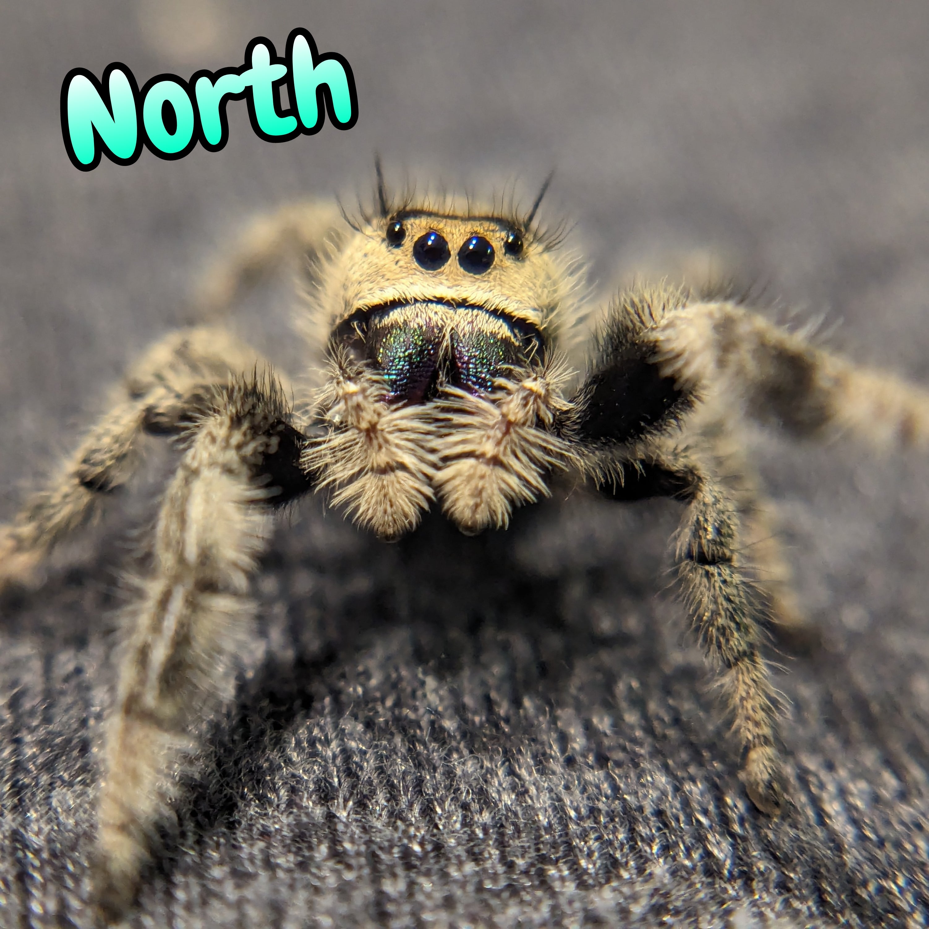 Regal Jumping Spider "North"