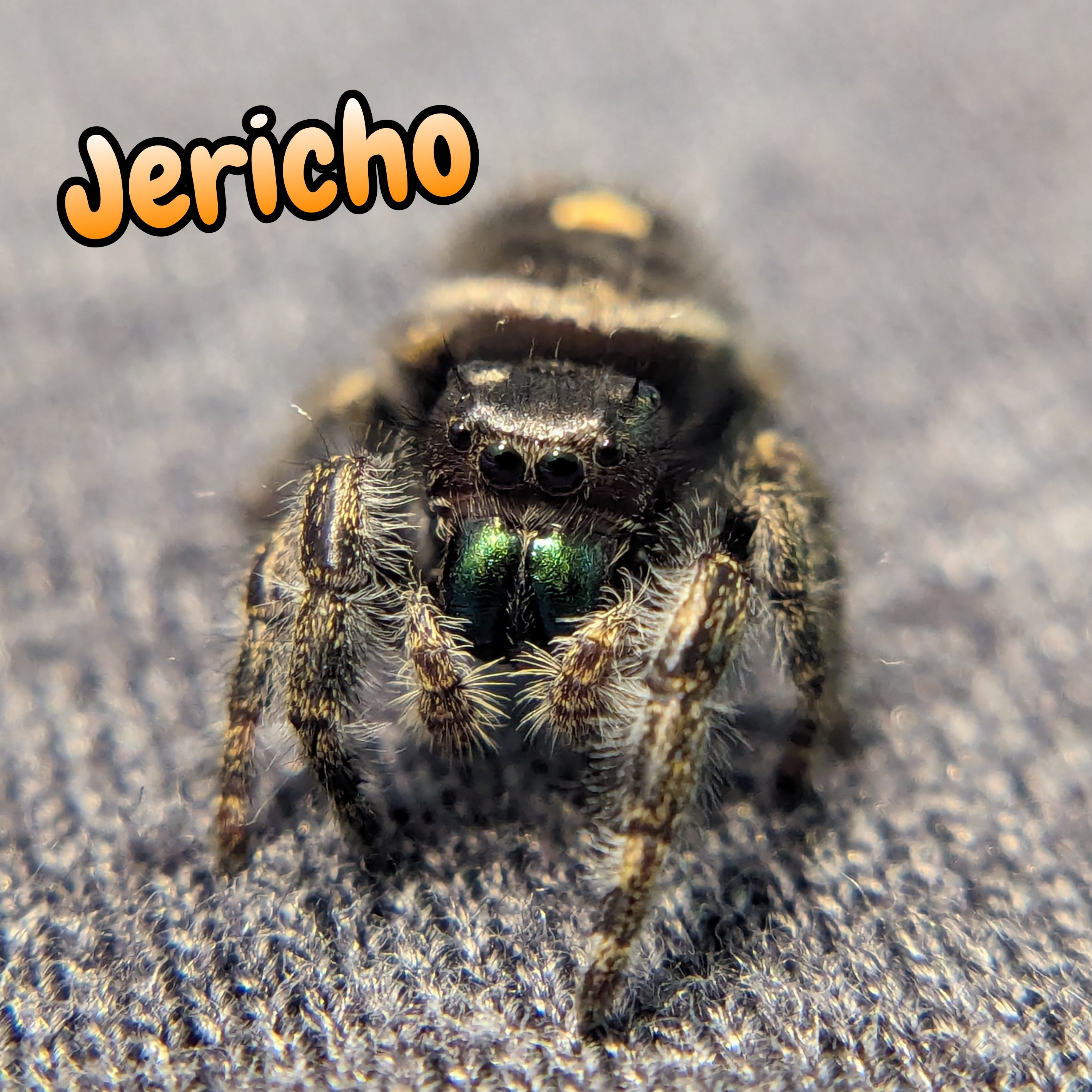 Audax Jumping Spider "Jericho"