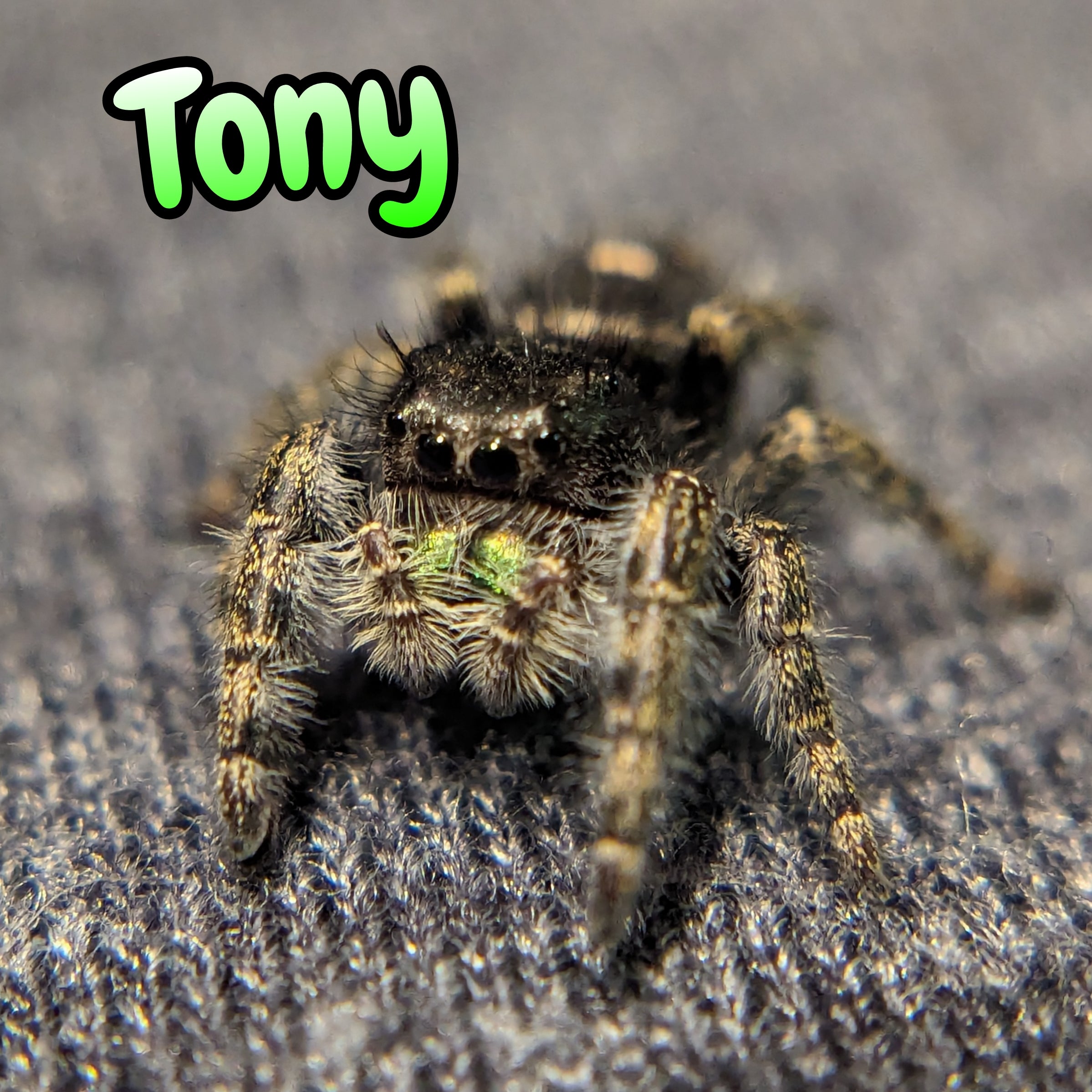 Audax Jumping Spider "Tony"