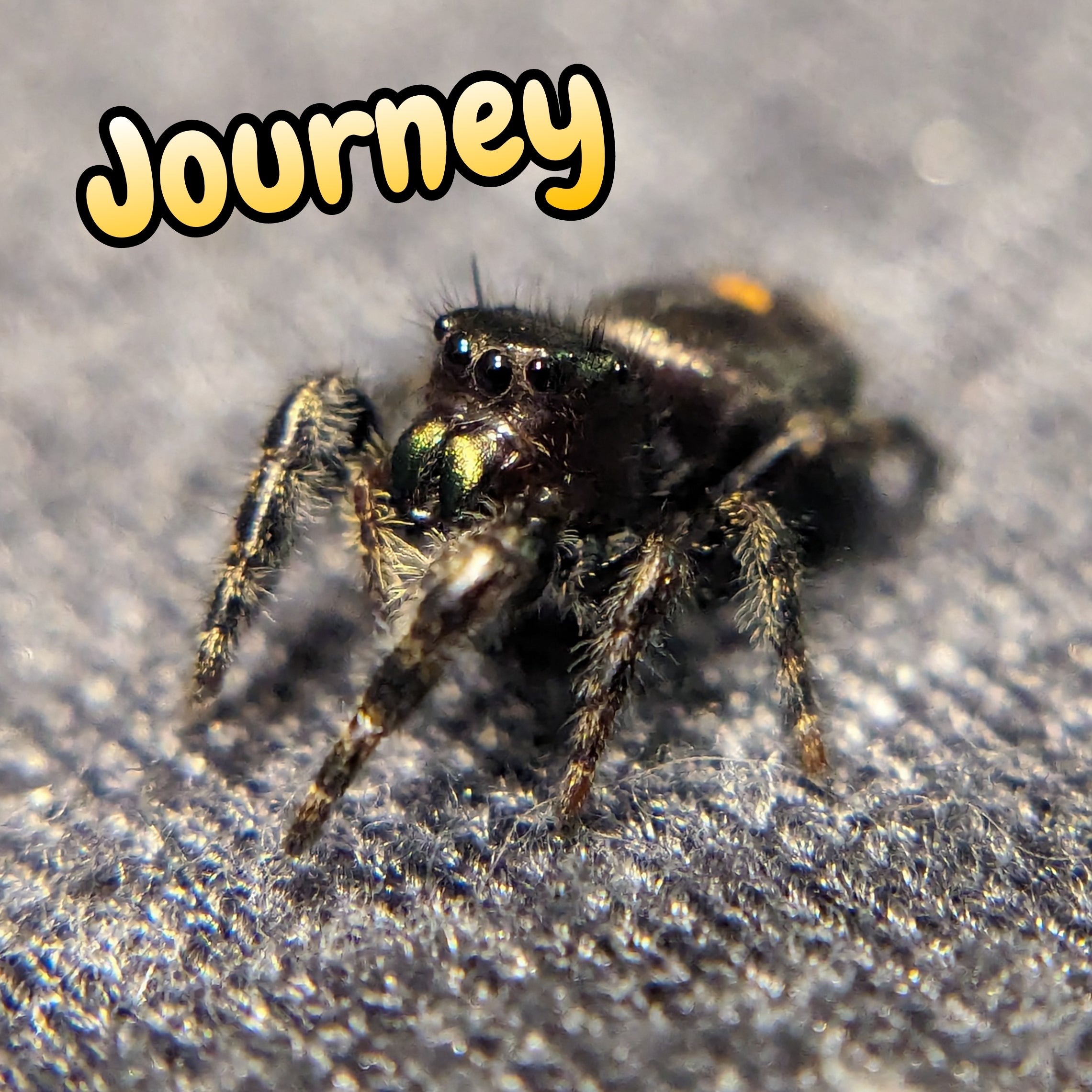 Audax Jumping Spider "Journey"
