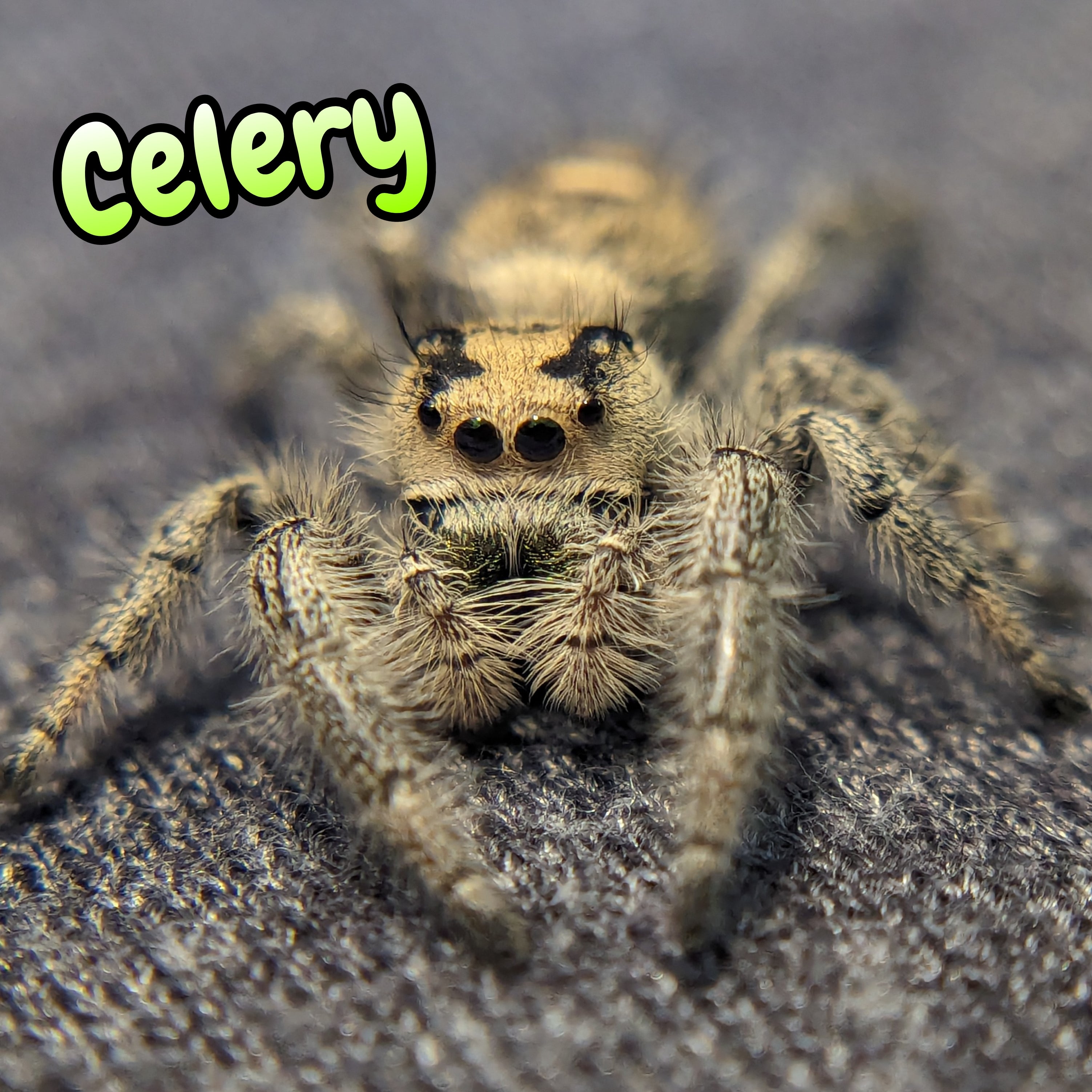 Regal Jumping Spider "Celery"
